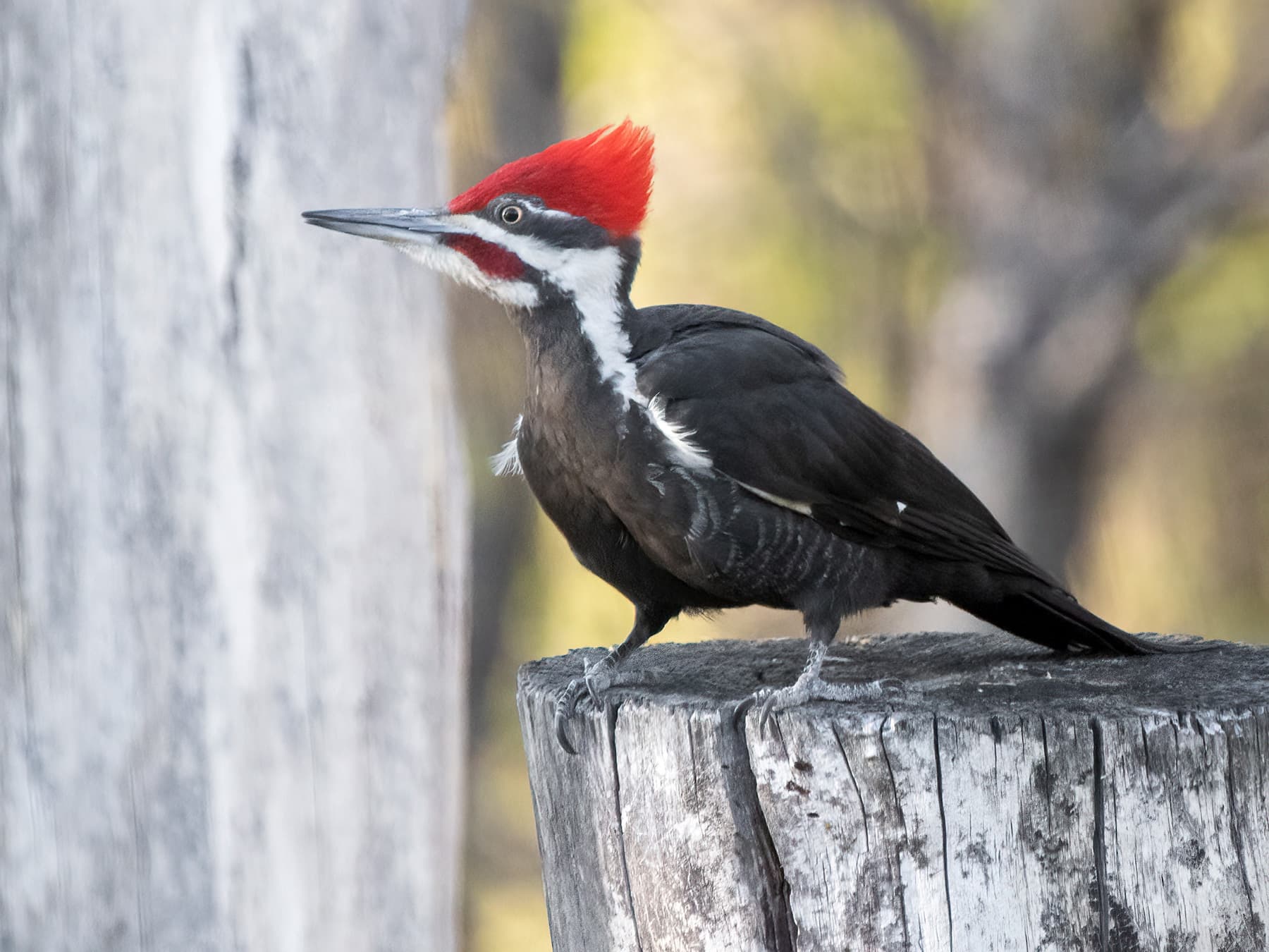 Pileated Woodpecker Male