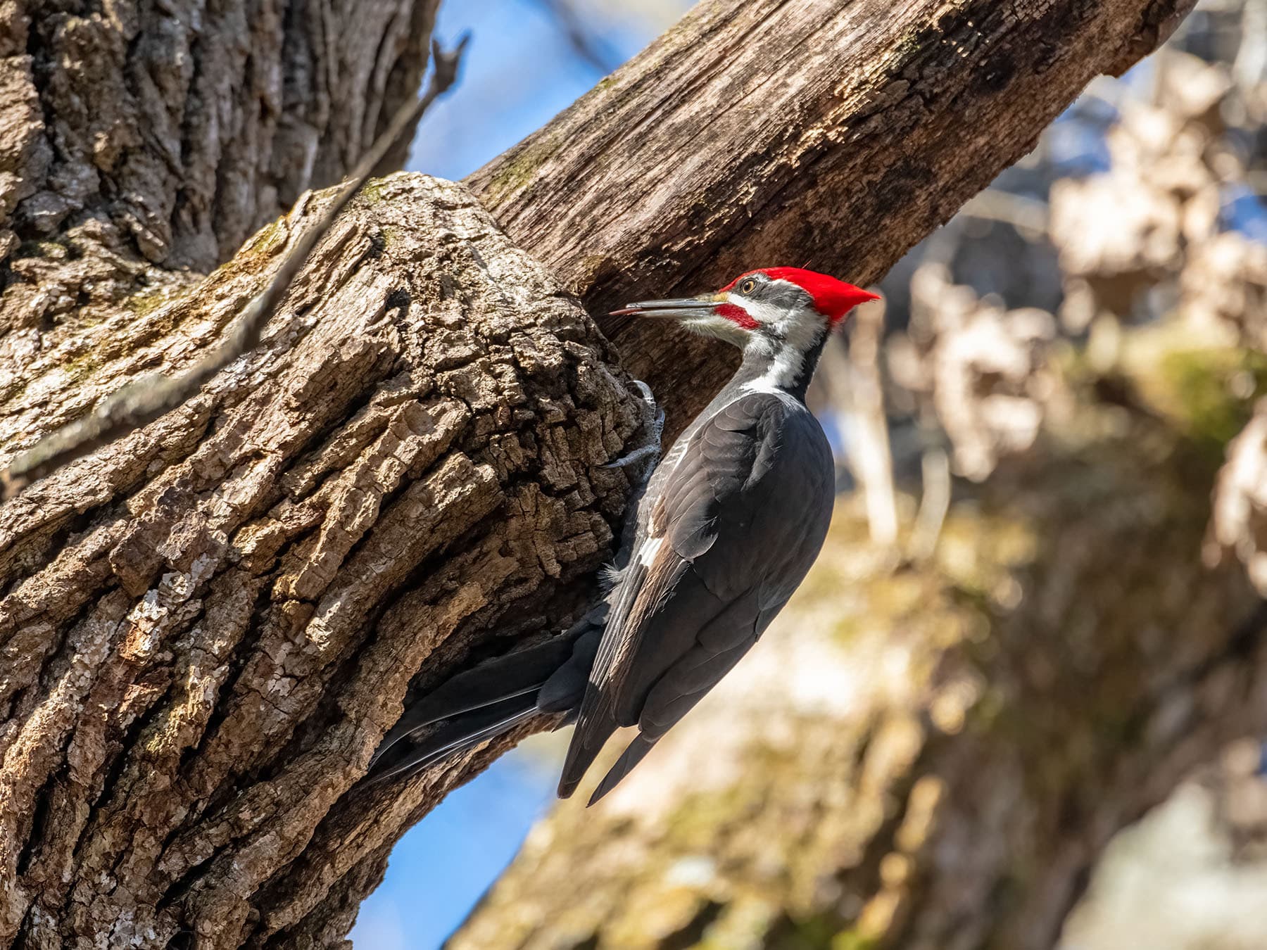 Pileated woodpecker tongue