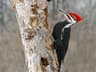 Pileated Woodpecker
