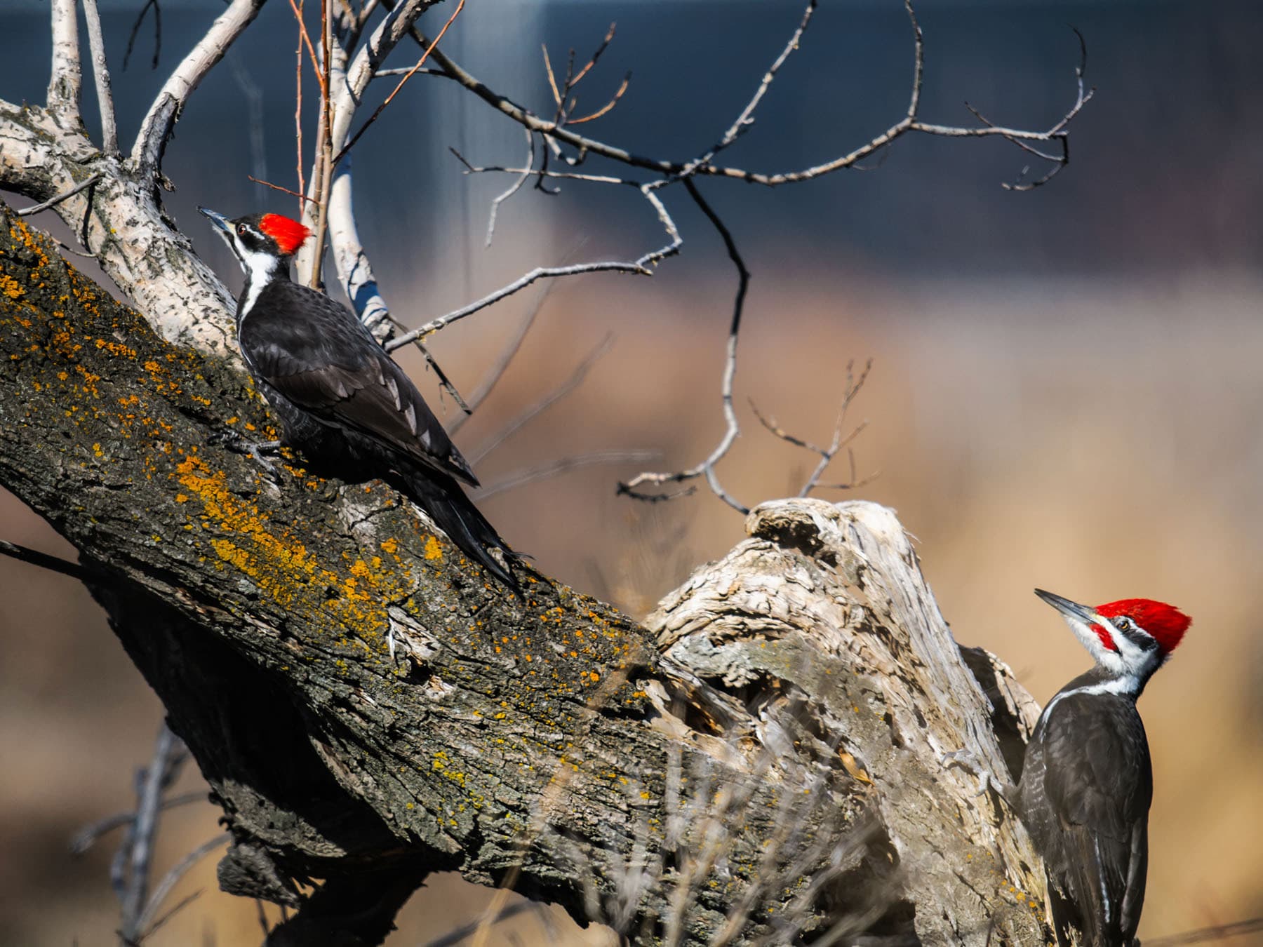 Pileated woodpeckers foraging