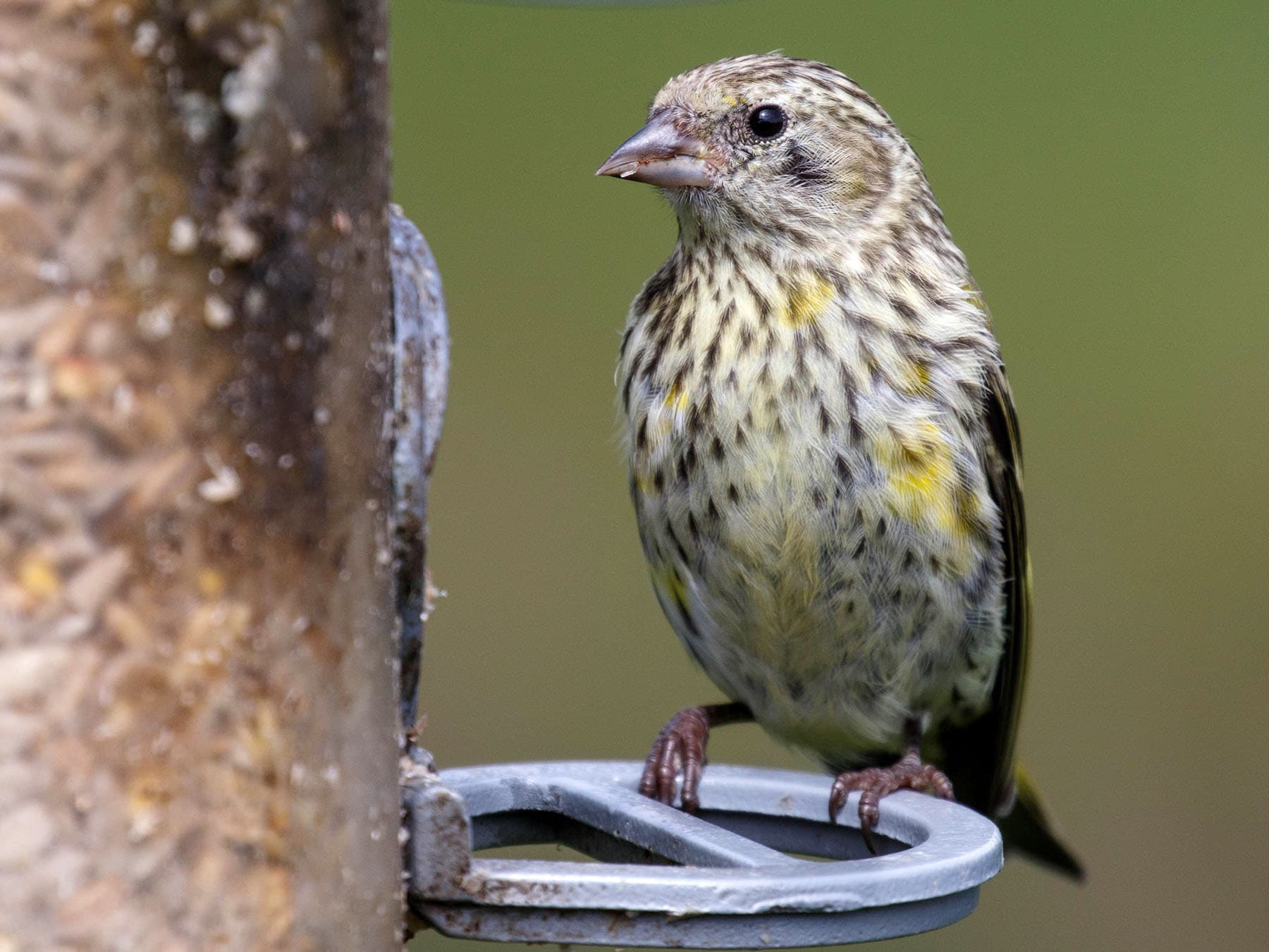 Close up of a Pine Siskin at a bird feeder
