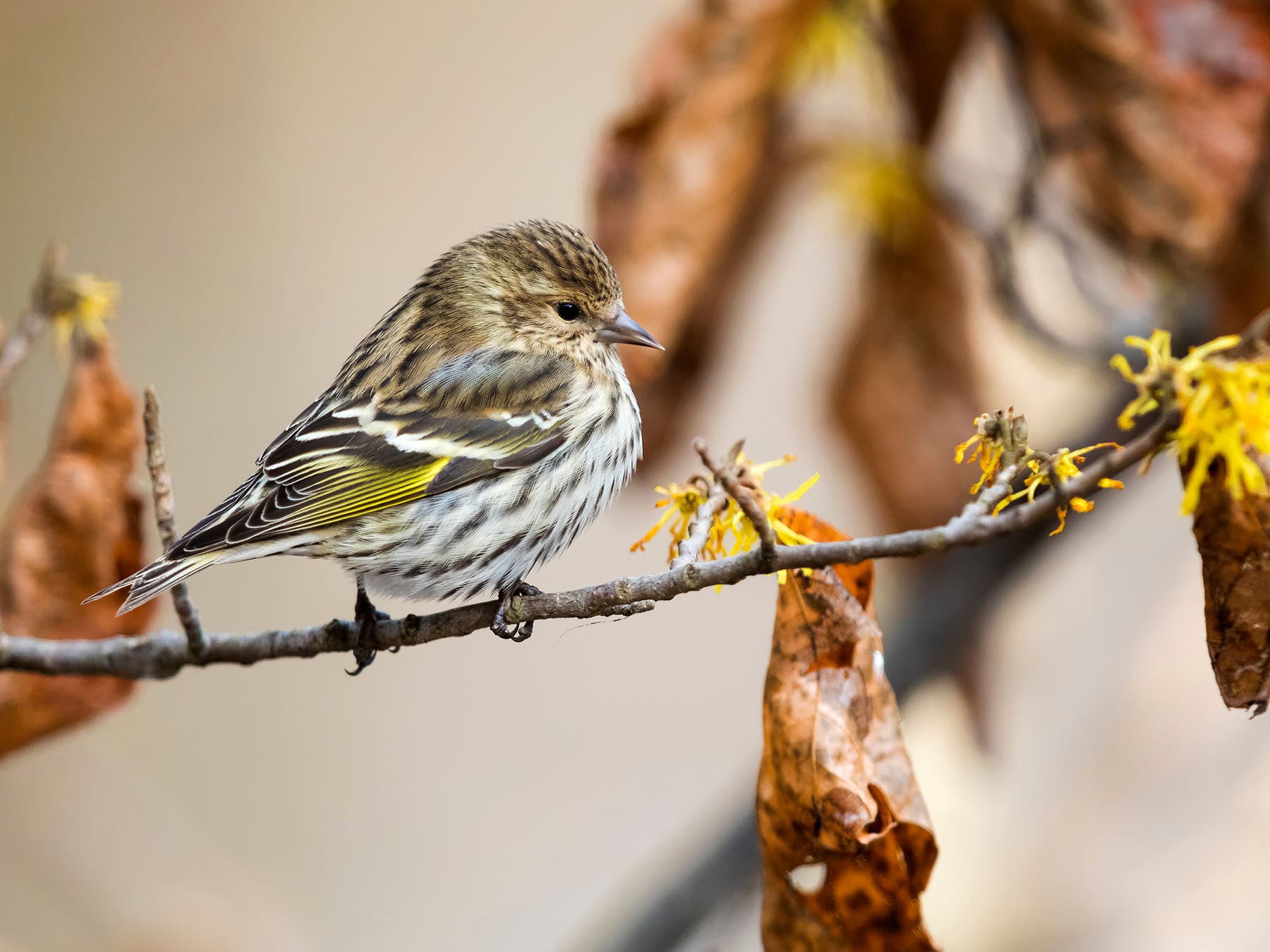 Pine Siskin perching in a pine tree
