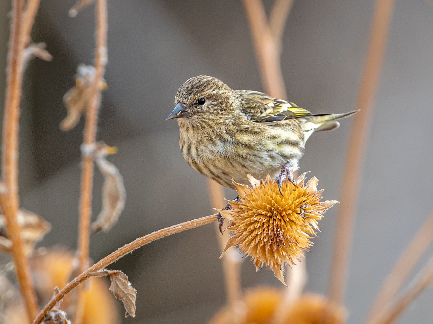 Pine Siskin perching on a seed head