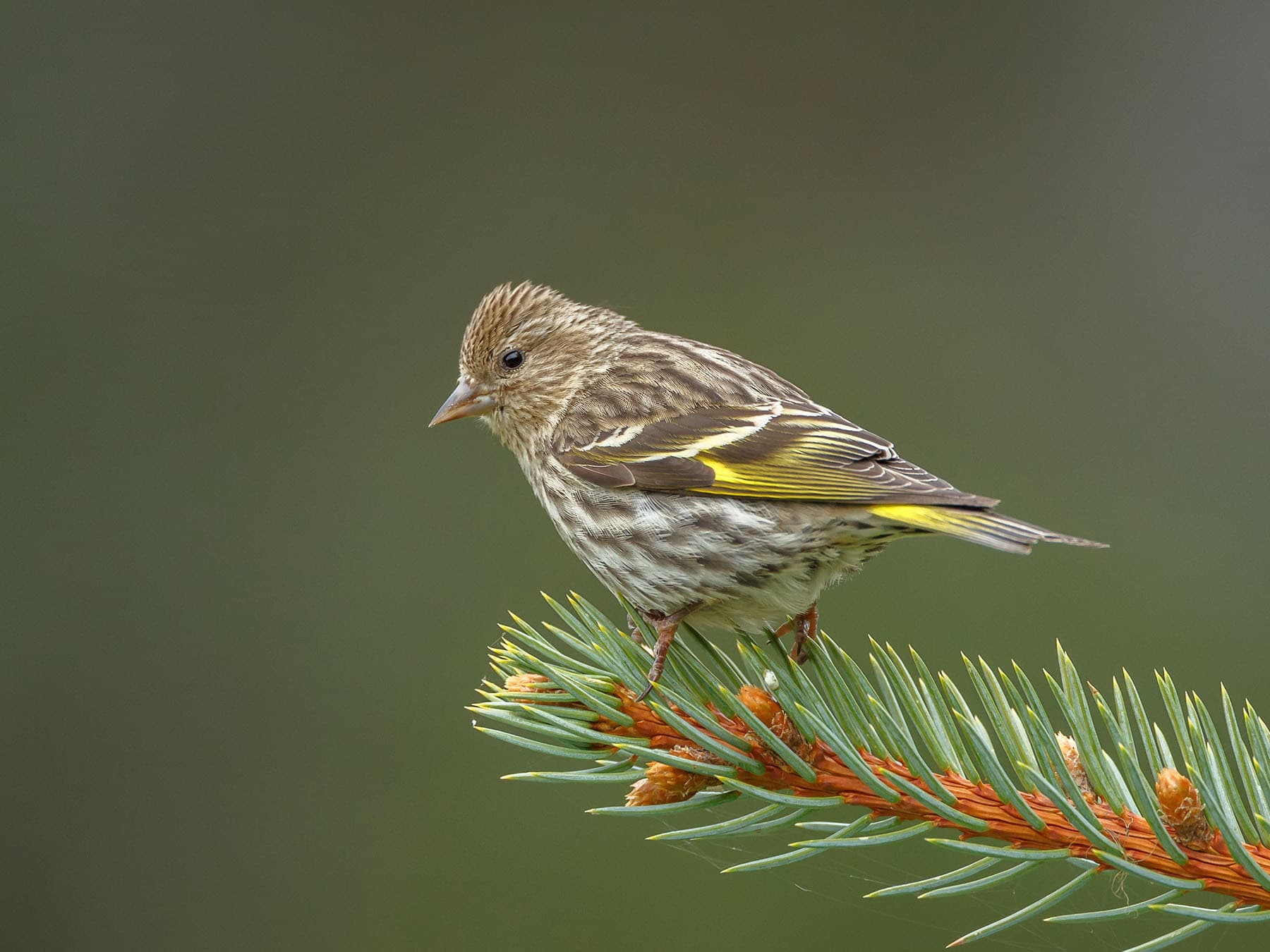 Pine Siskin