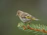Pine Siskin