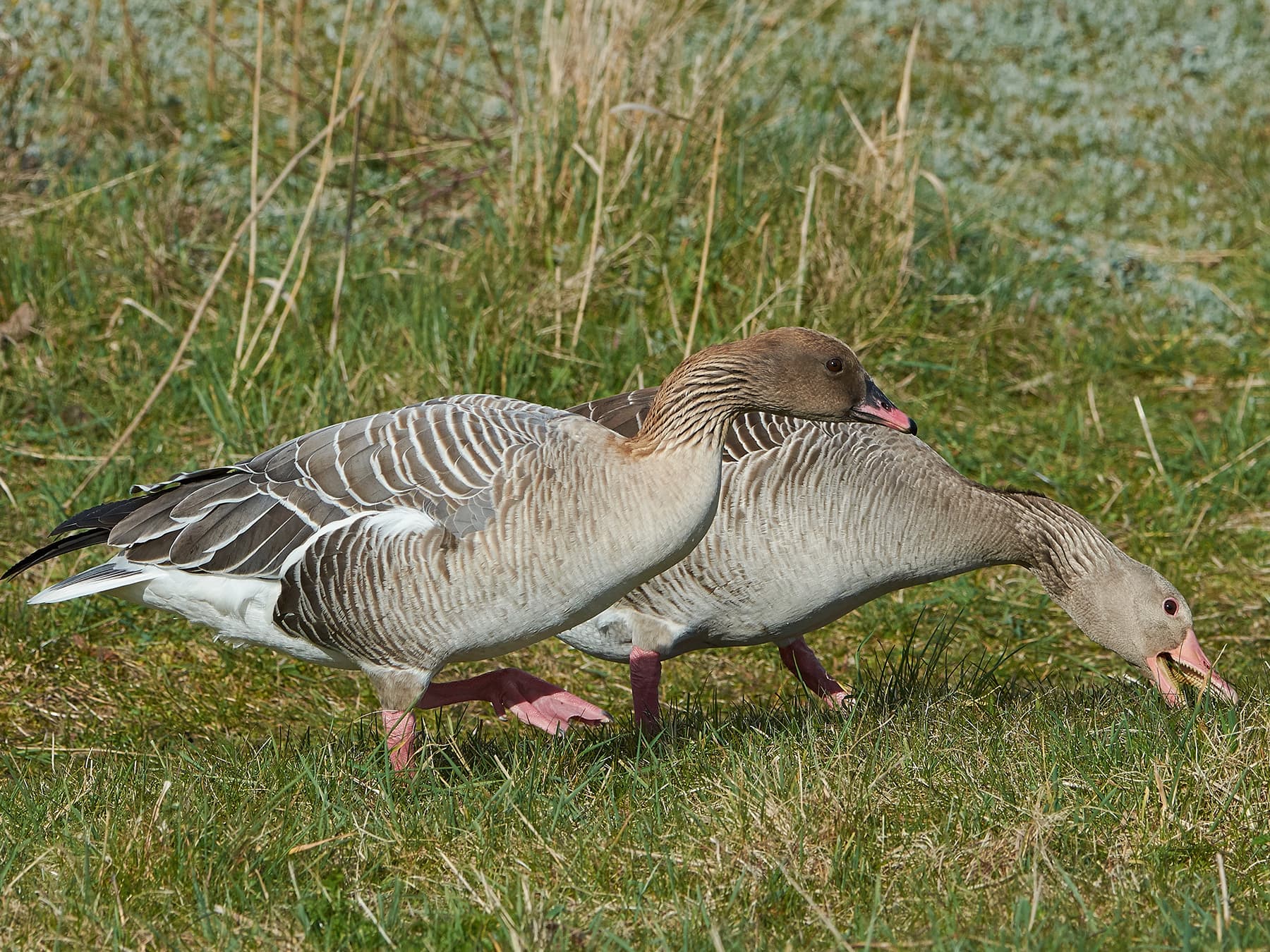 Pair of Pink-Footed Geese feeding
