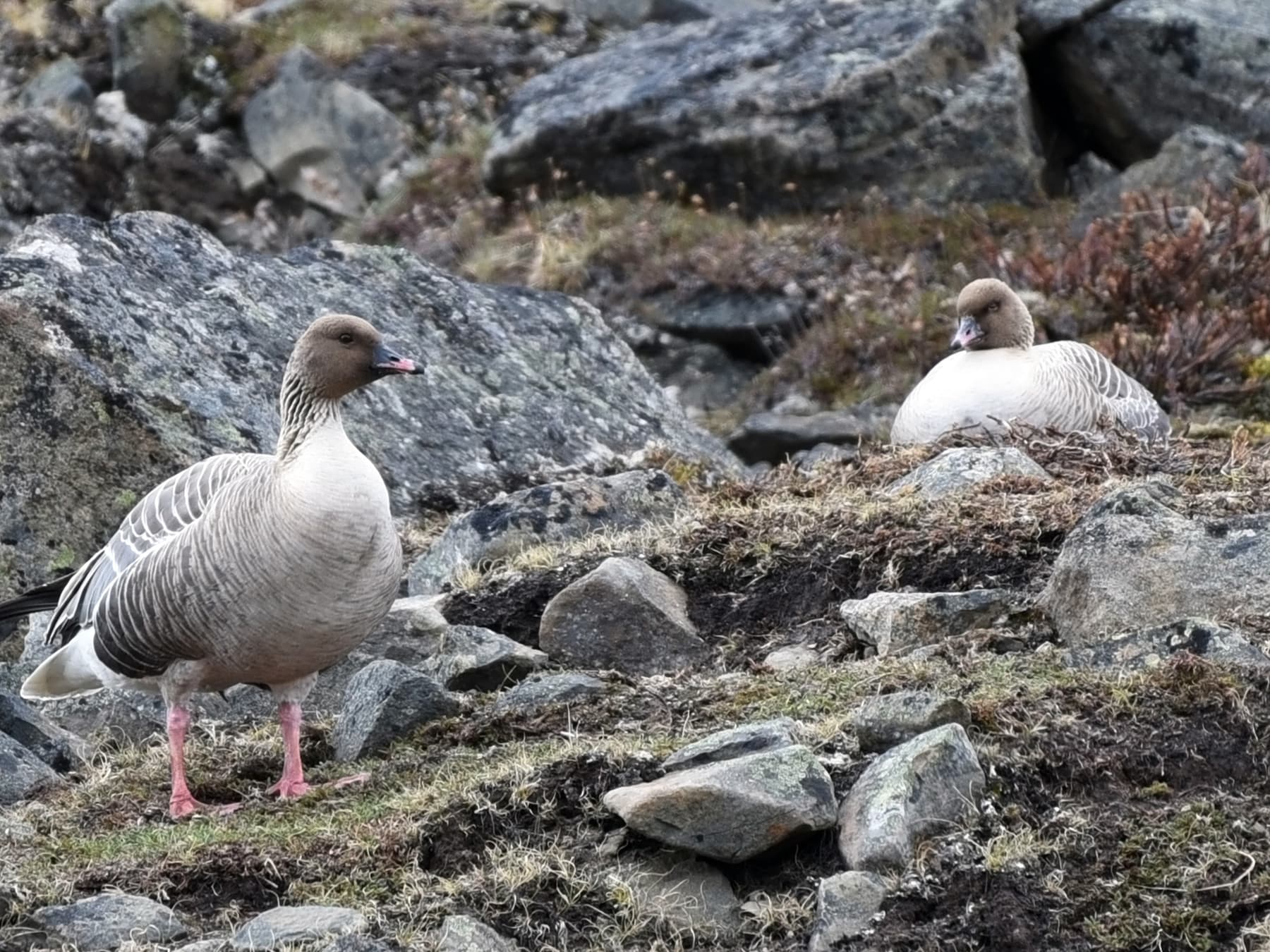Pair of Pink-Footed Geese at nesting site