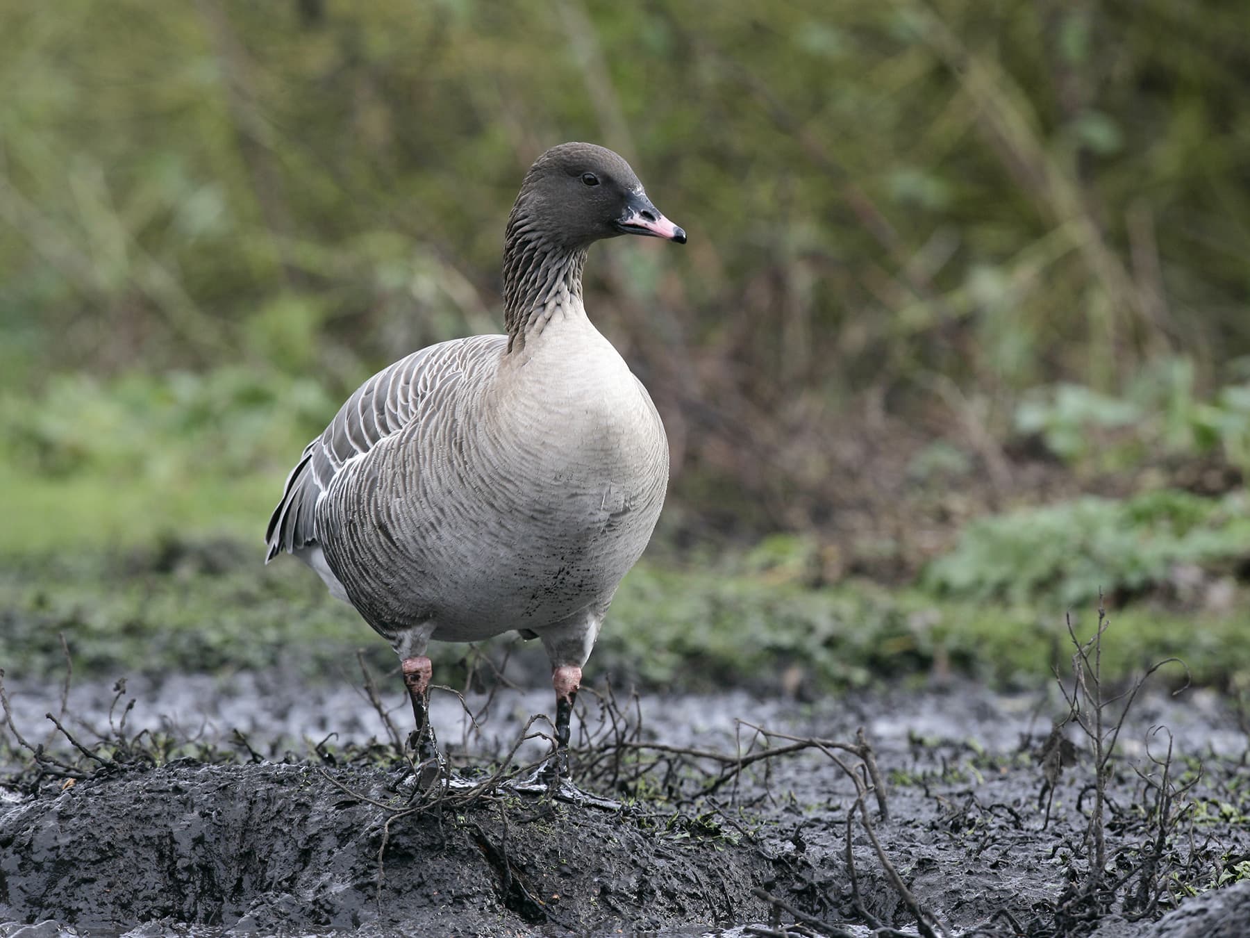 Pink-Footed Goose standing by the water
