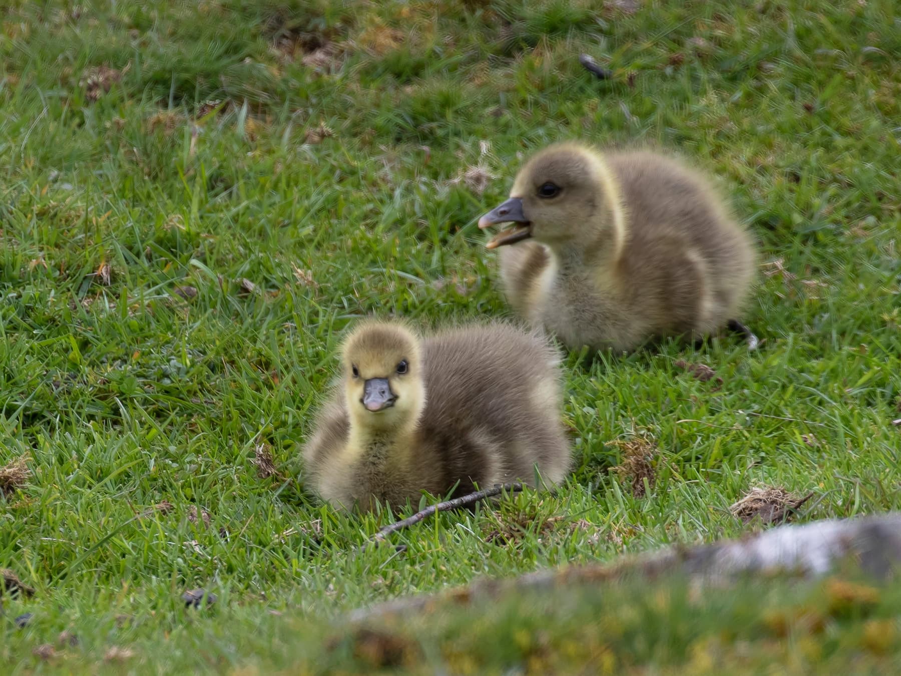 Two Pink-Footed Geese chicks
