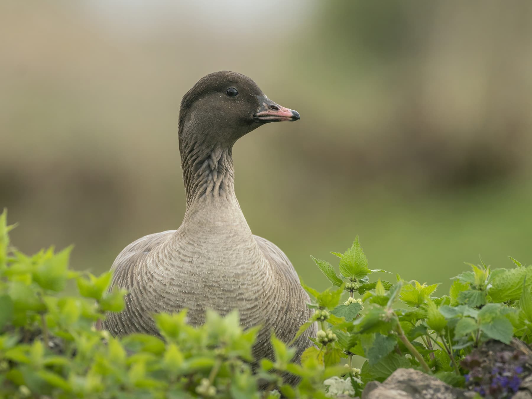 Pink-Footed Goose foraging in natural habitat