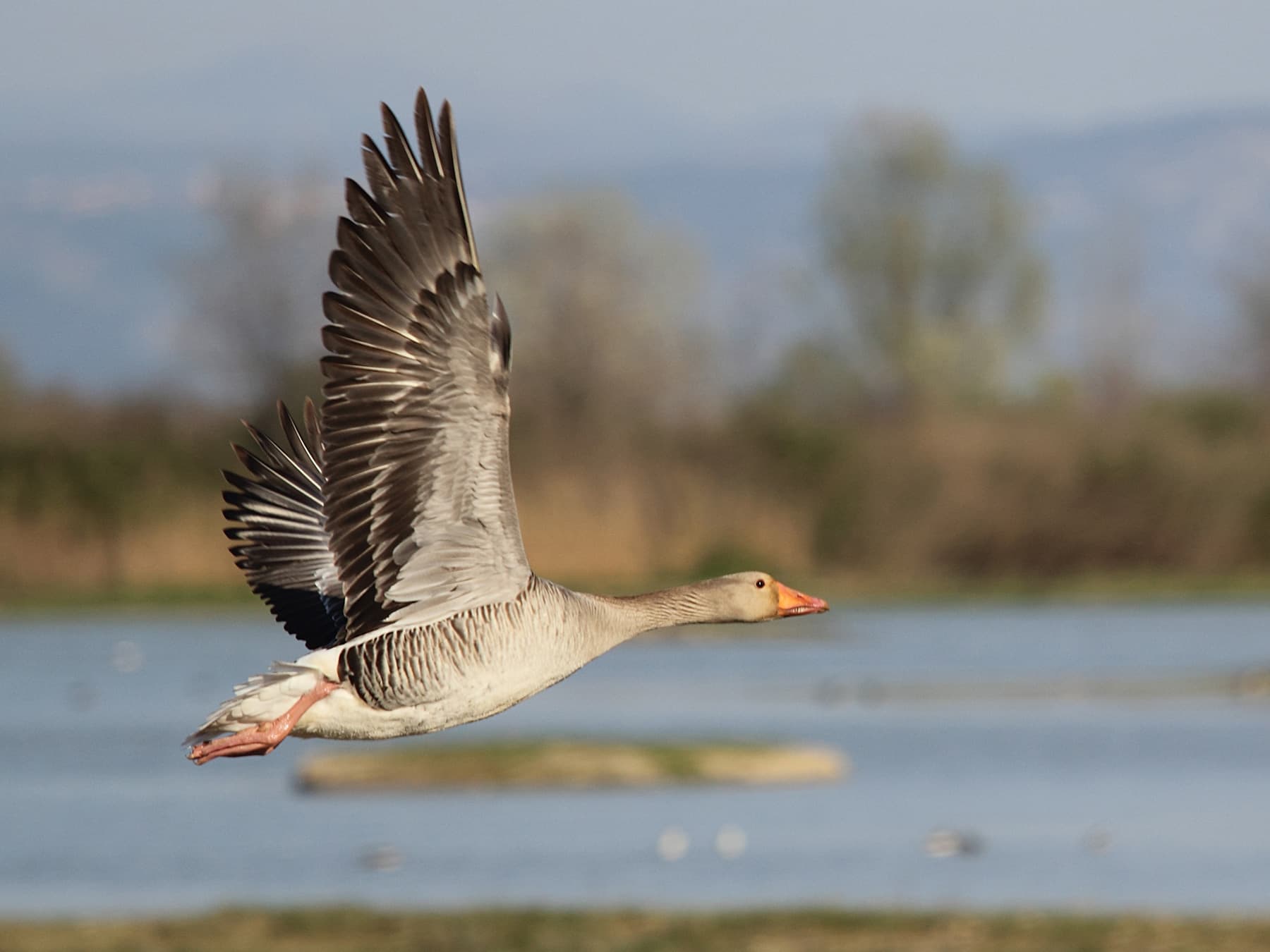 Pink-Footed Goose in-flight