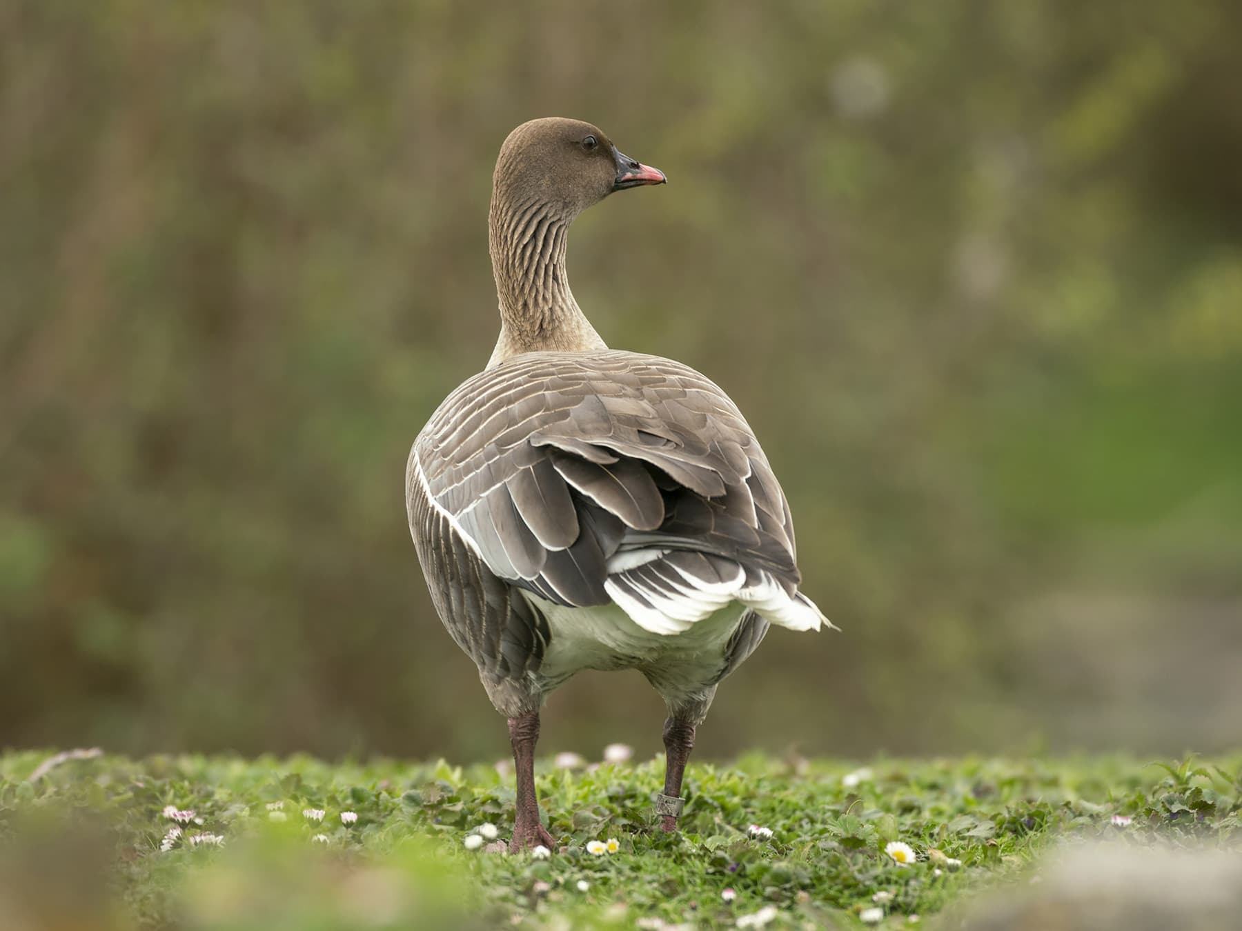 Pink-Footed Goose looking over natural habitat