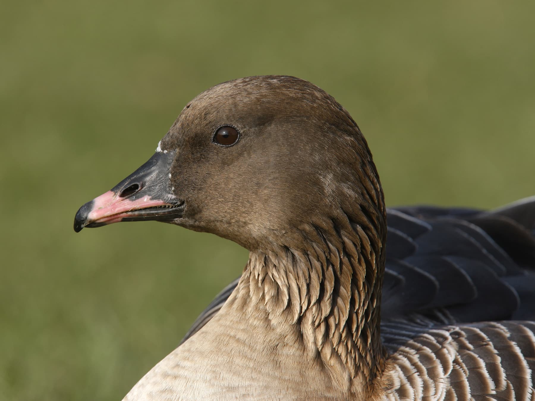 Portrait of a Pink-Footed Goose