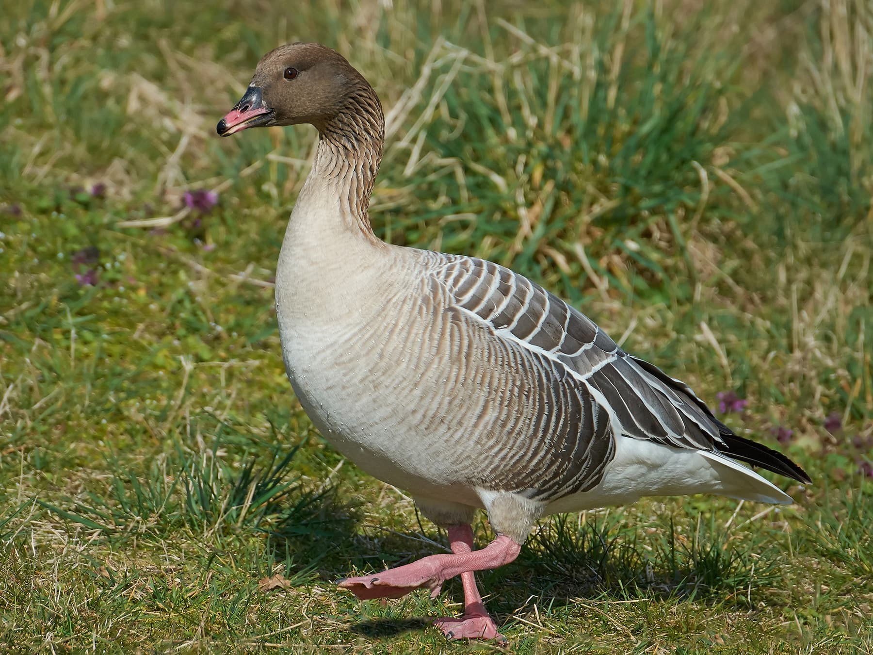 Pink-Footed Goose walking through grassland