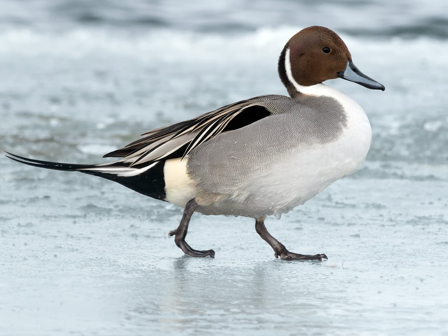 Pintail walking in natural habitat
