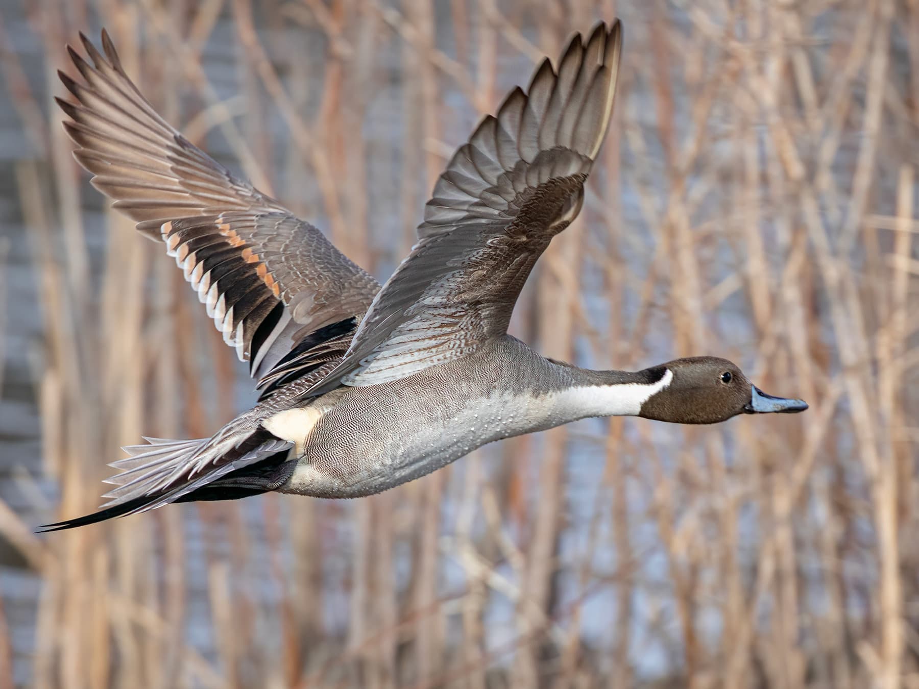 Pintail in-flight