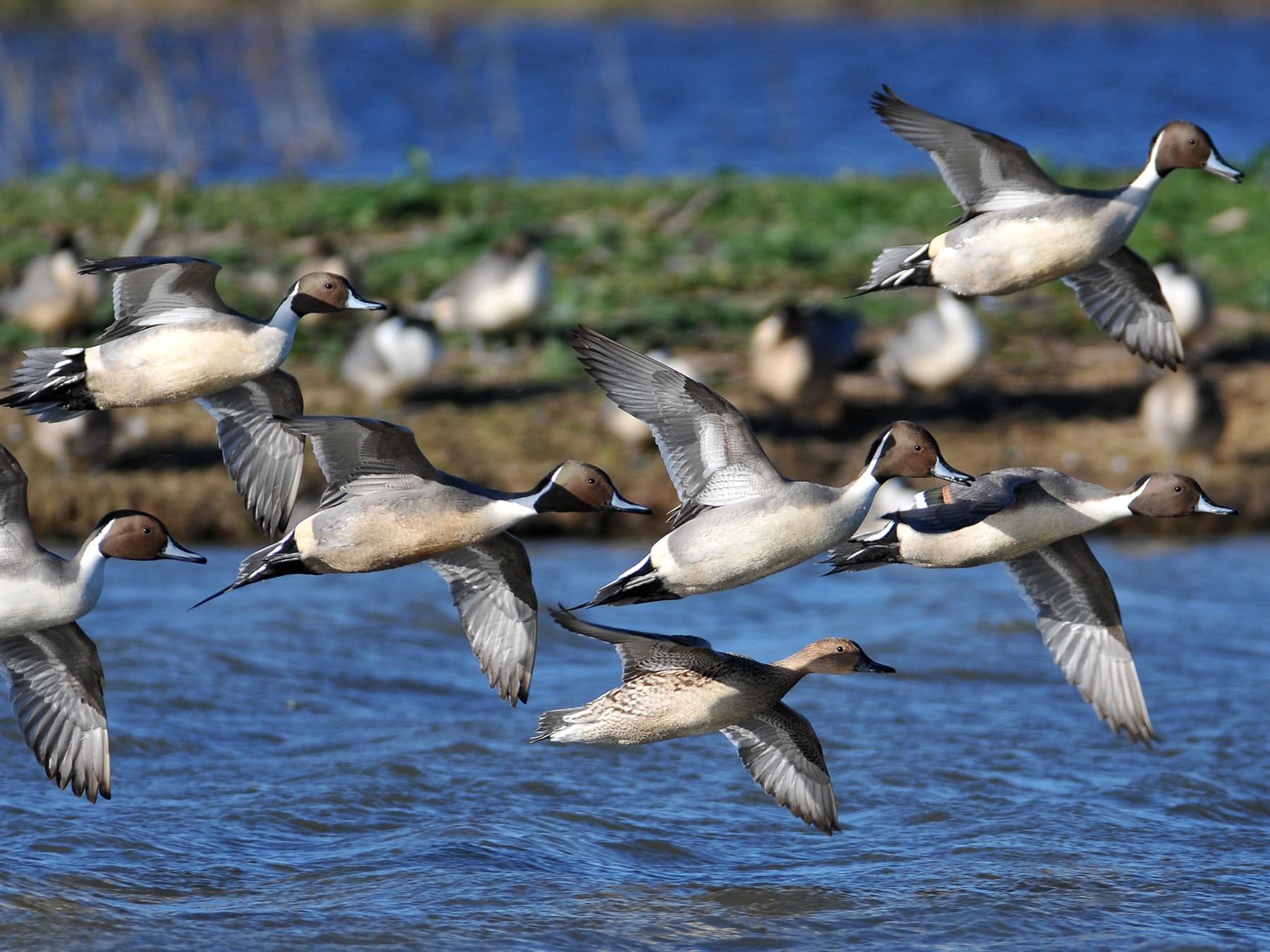 Flock of Pintails in-flight over the lake