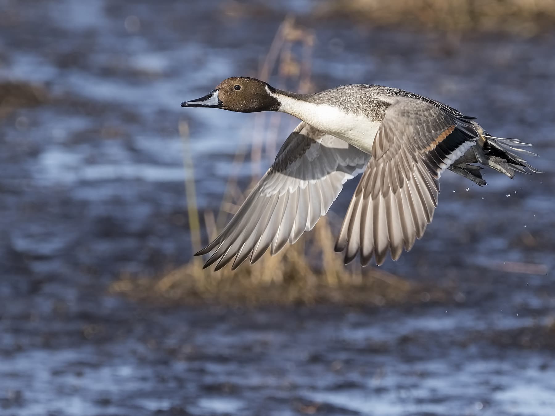 Pintail in-flight over reservoir