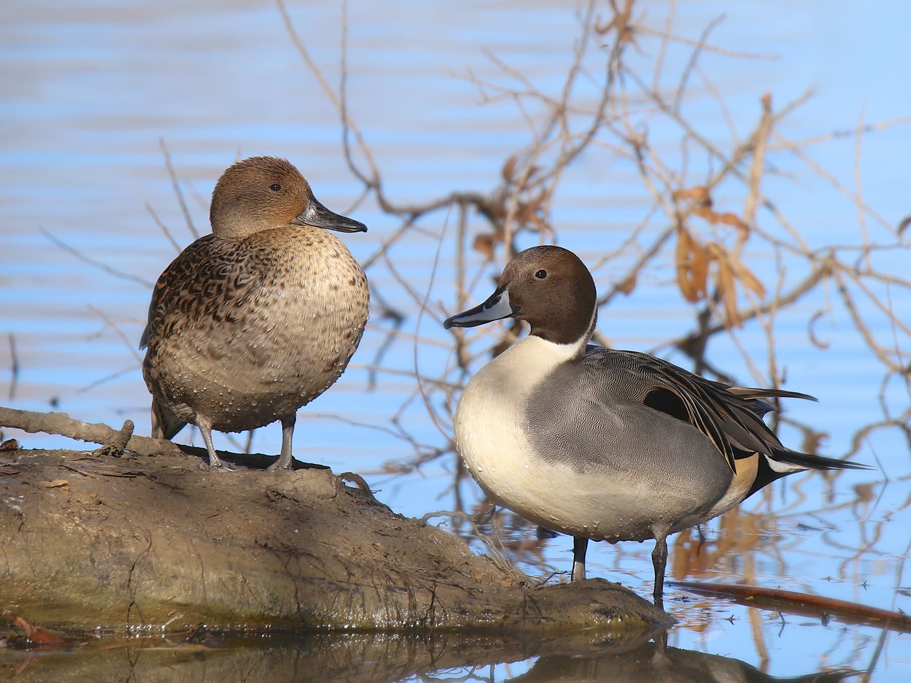 Pintail female (left) and male (right) in natural habitat
