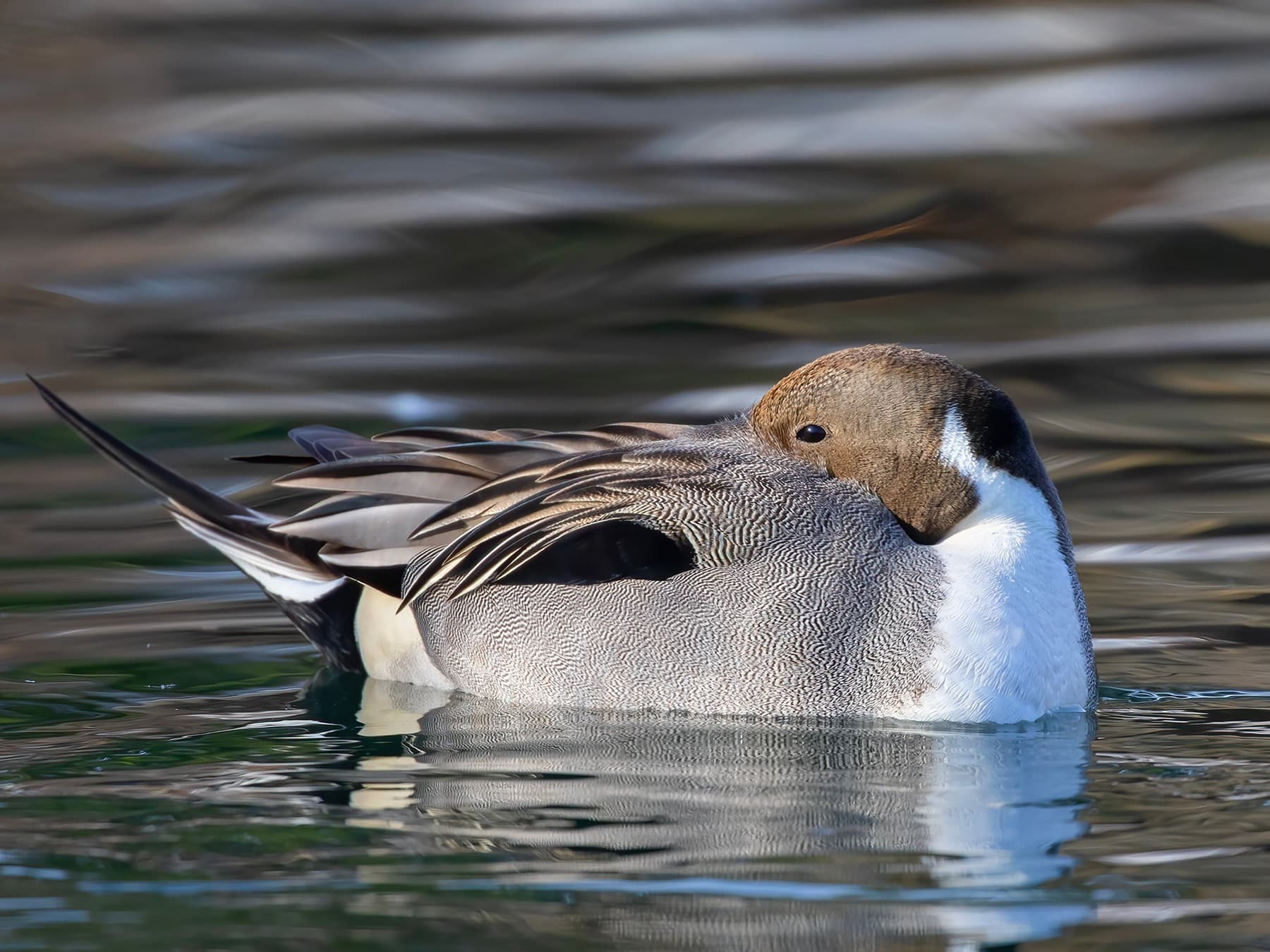 Pintail resting on the water