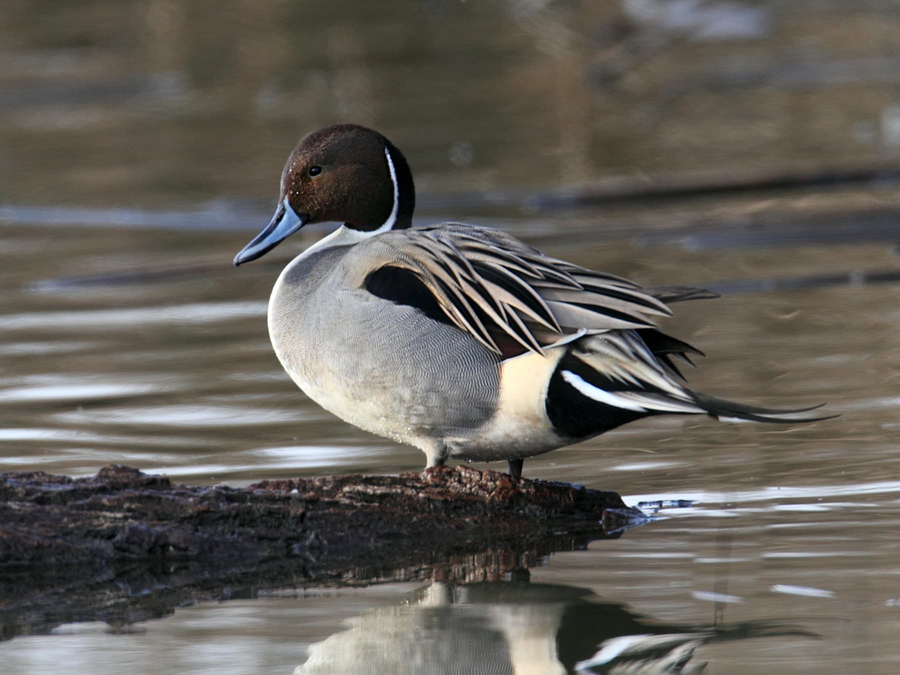 Pintail standing by the lakeside
