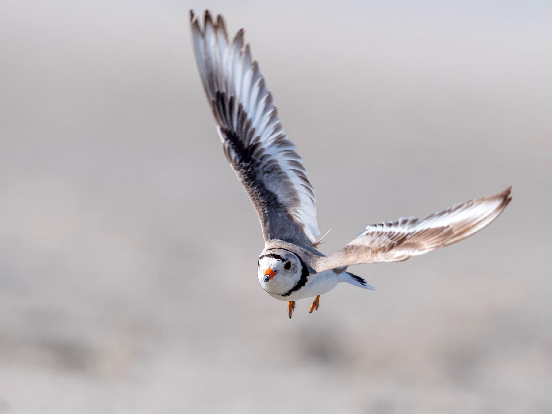 Piping Plover in-flight