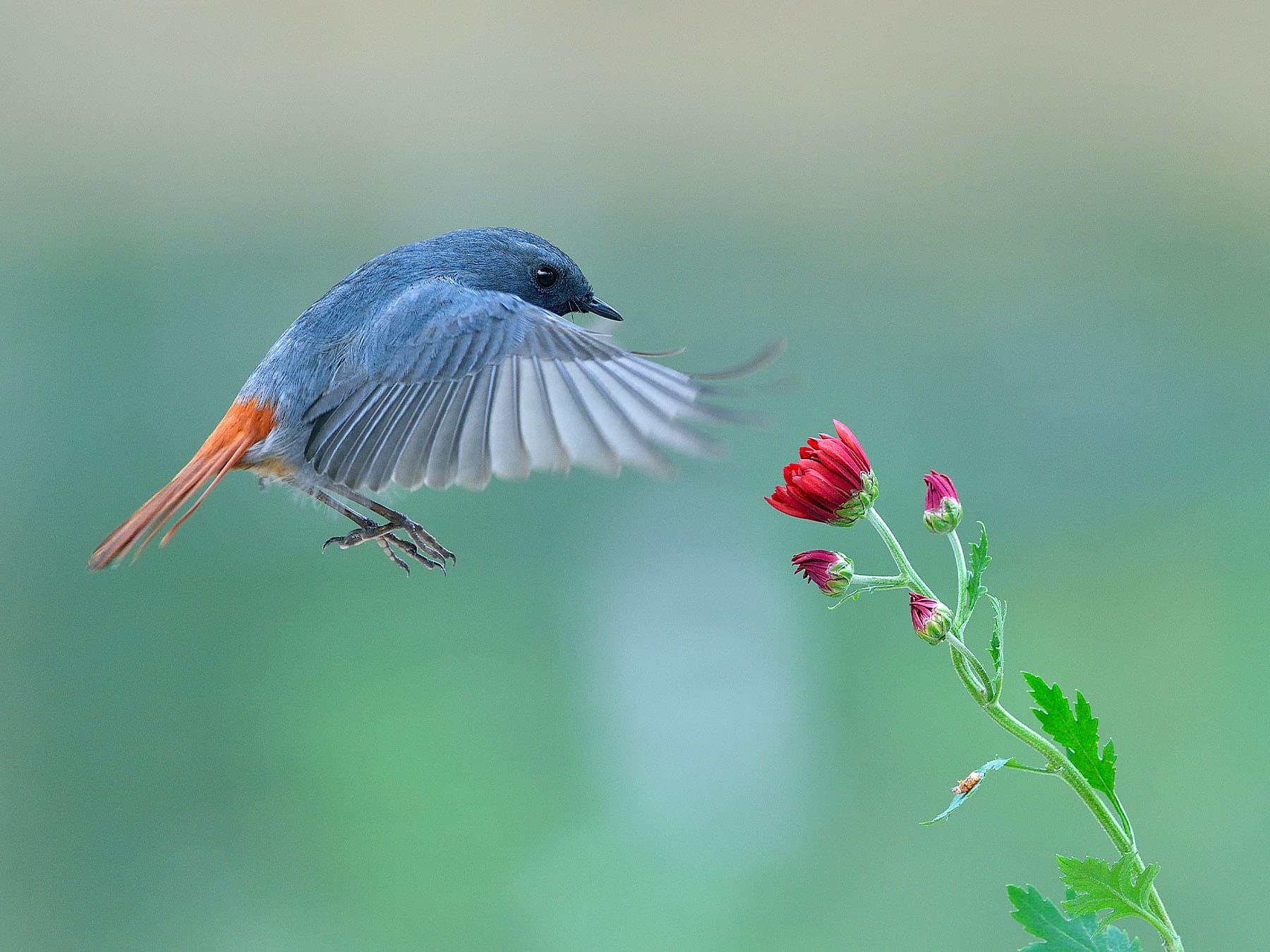Plumbeous Water-redstart in-flight