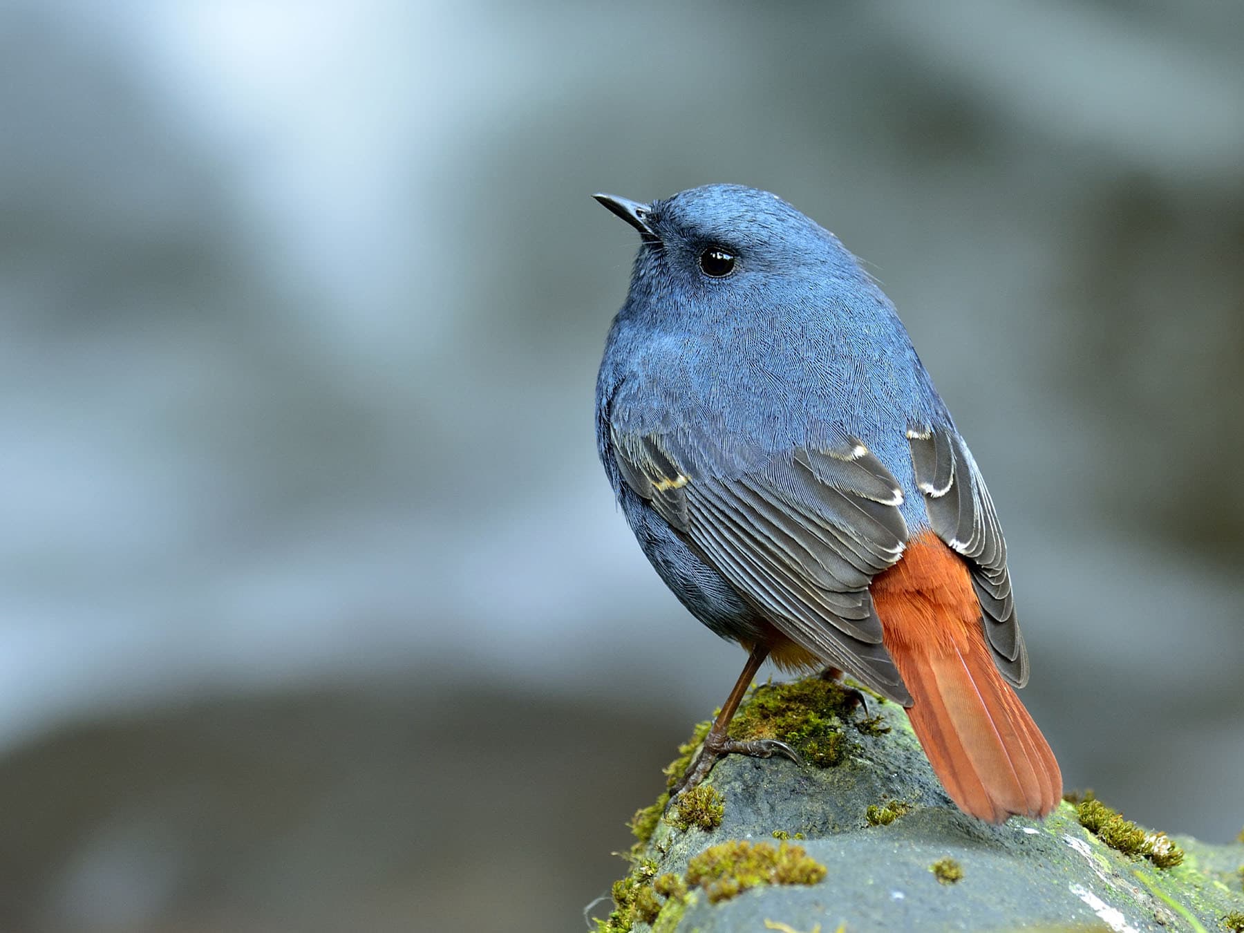 Plumbeous Water-redstart perching on rock