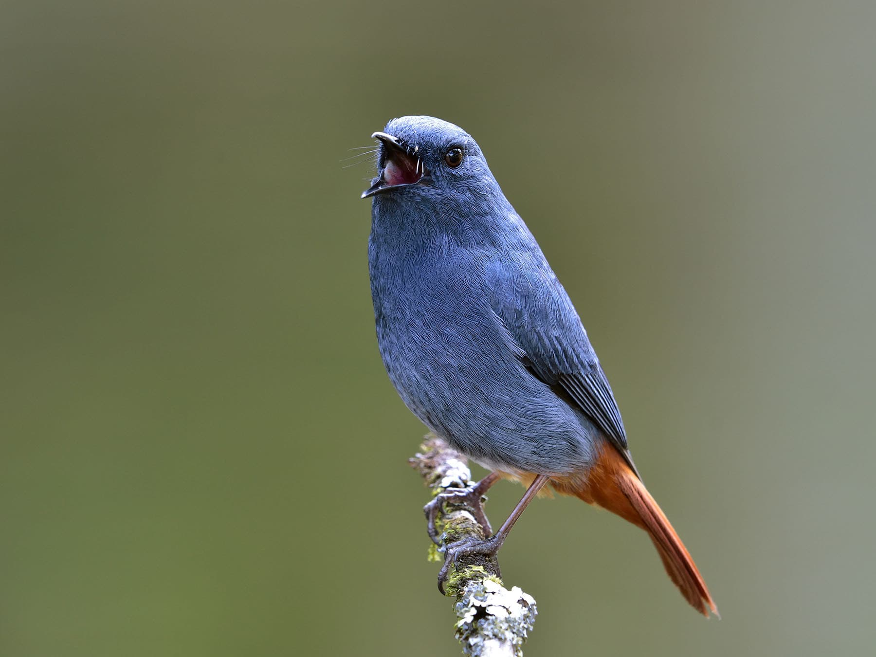 Plumbeous Water-redstart in song