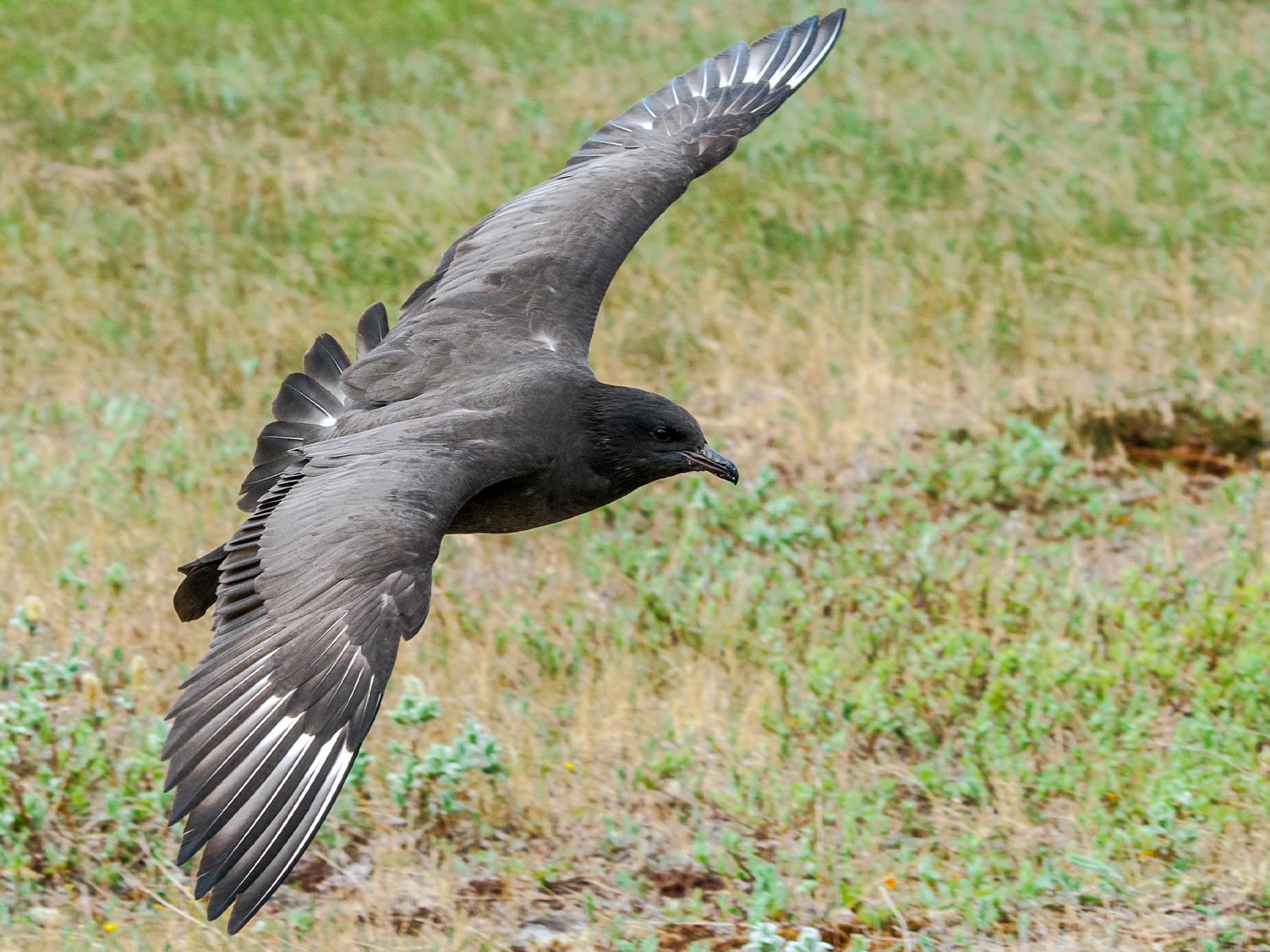Pomarine Jaeger, dark morph, in-flight over natural habitat