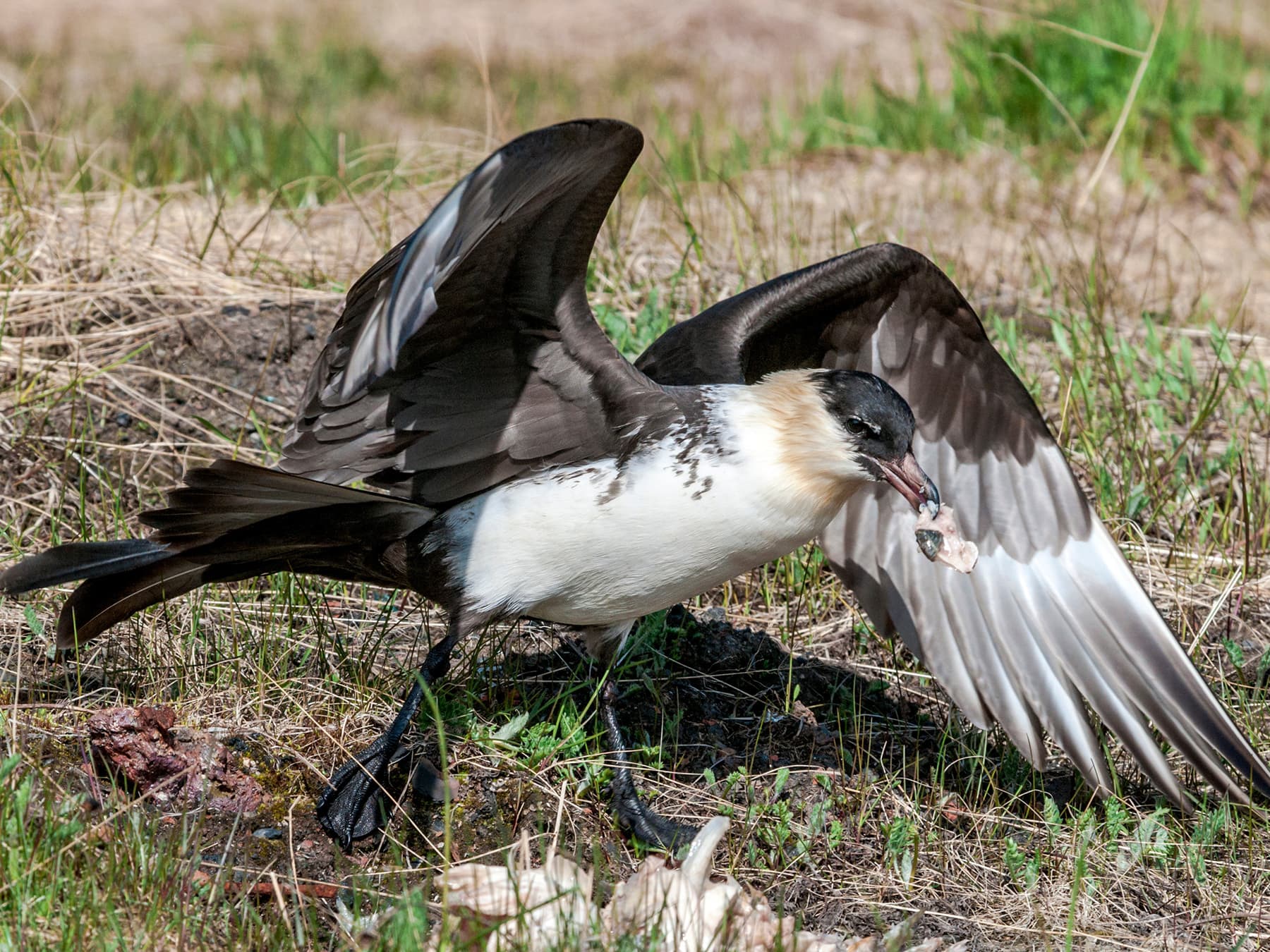 Pomarine Jaeger feeding on fish
