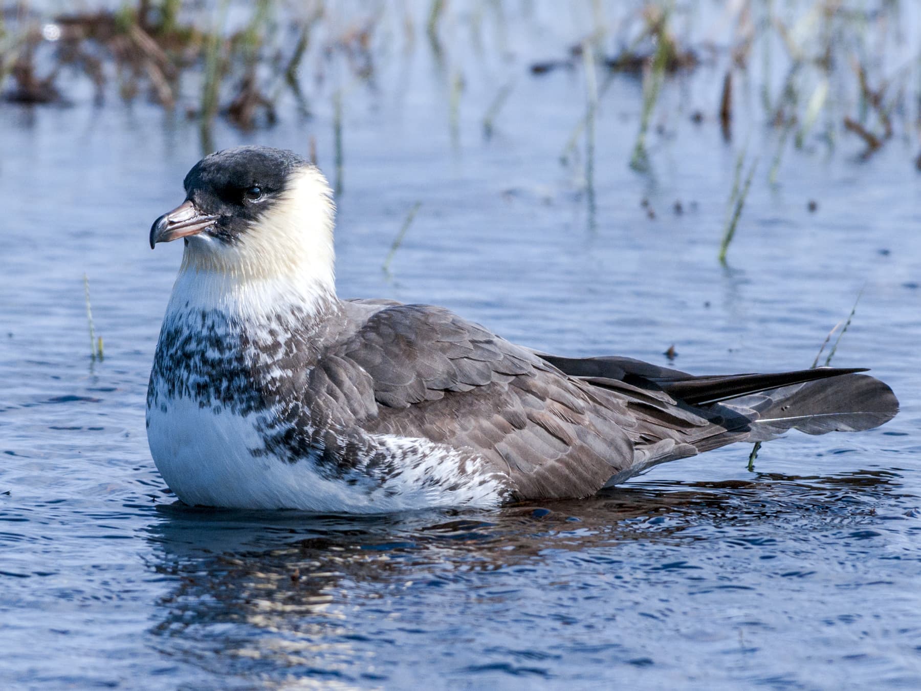 Pomarine Jaeger floating on the sea