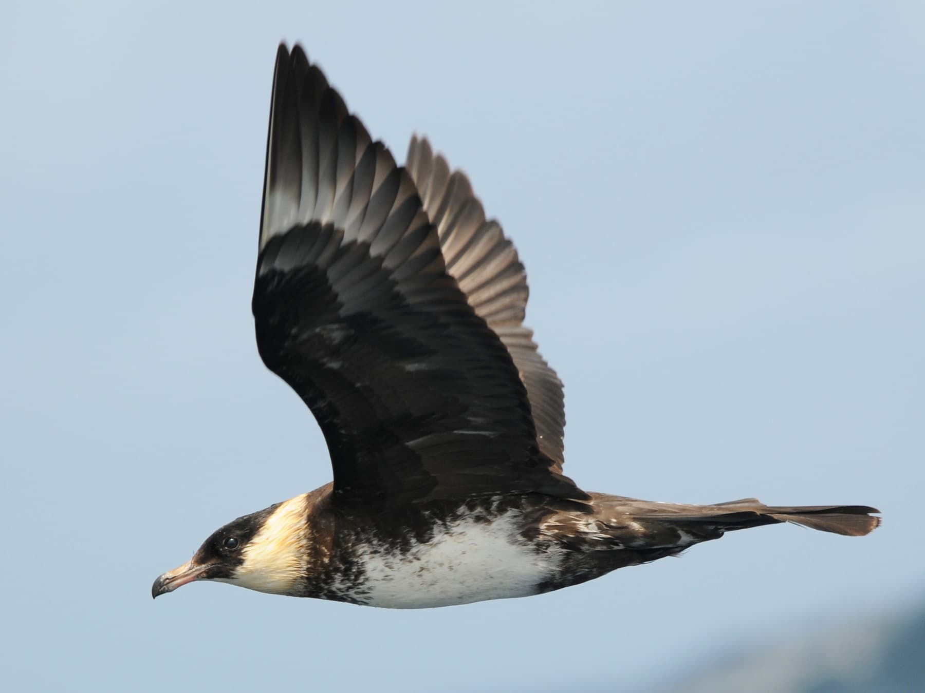 Pomarine Jaeger in-flight over the ocean
