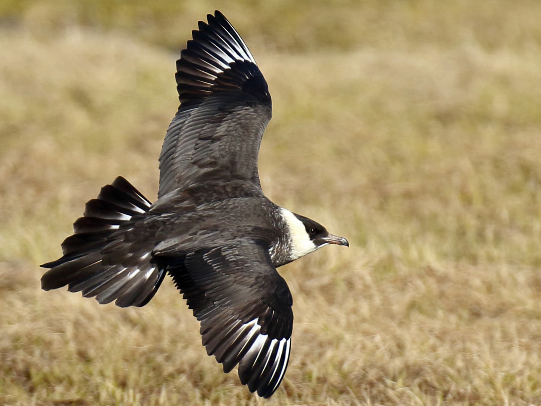 Pomarine Jaeger in-flight over natural habitat