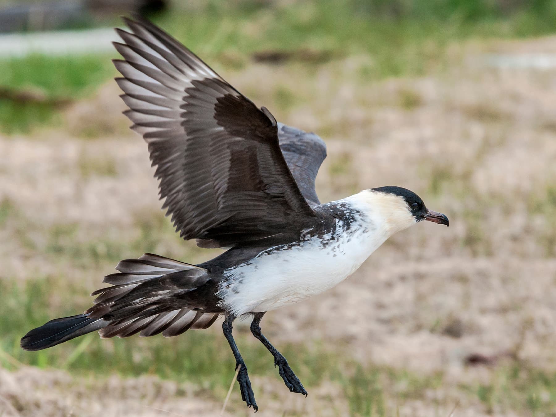 Pomarine Jaeger landing in the tundra
