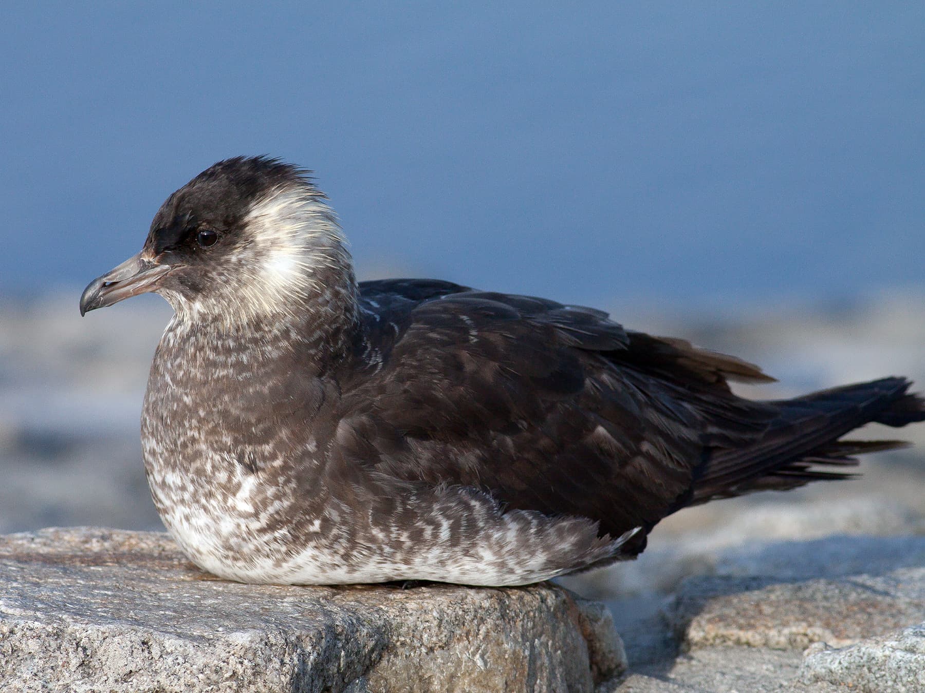 Pomarine Jaeger, light morph, resting by the coast