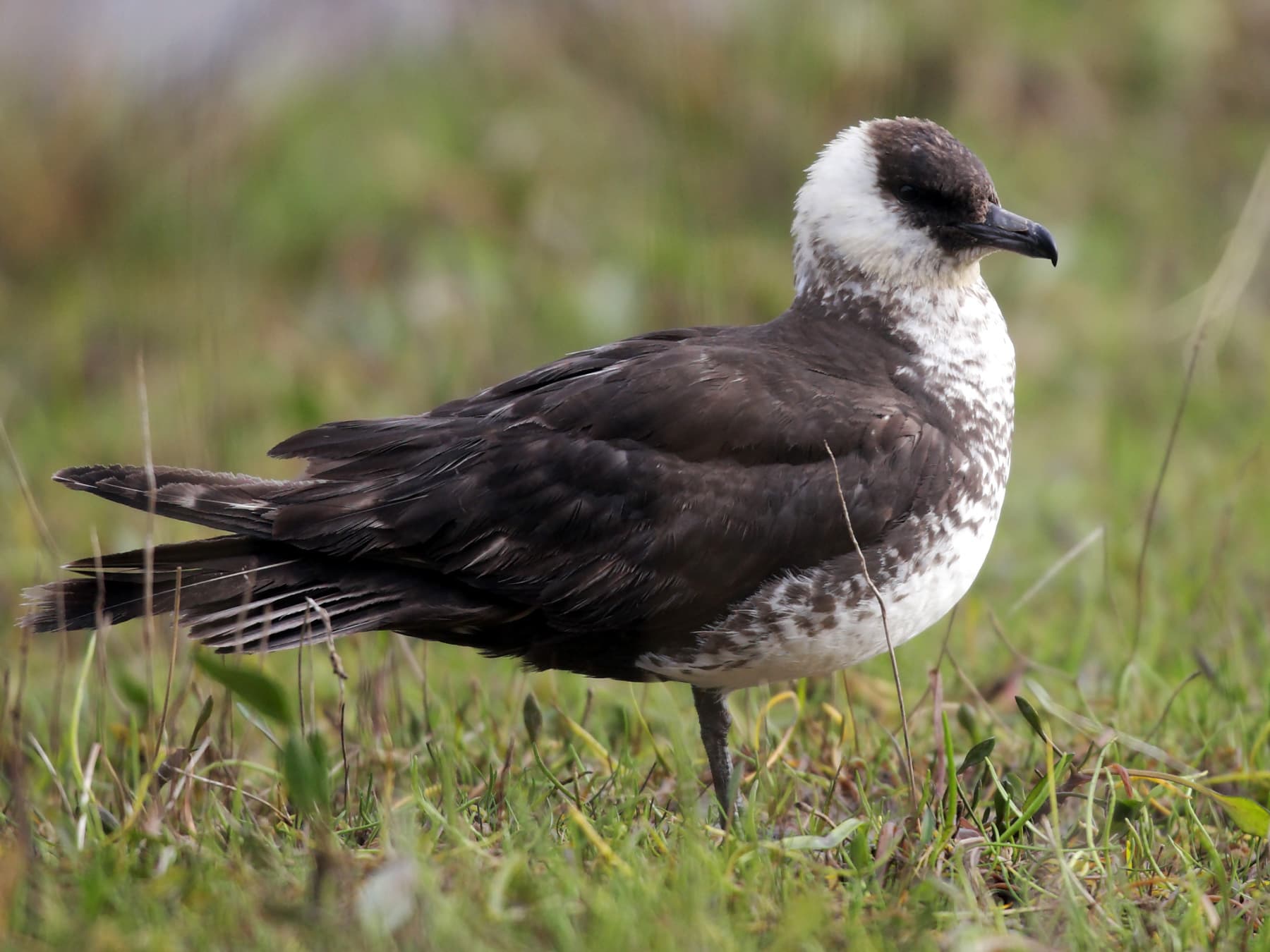 Pomarine Jaeger standing in the tundra near to the coast