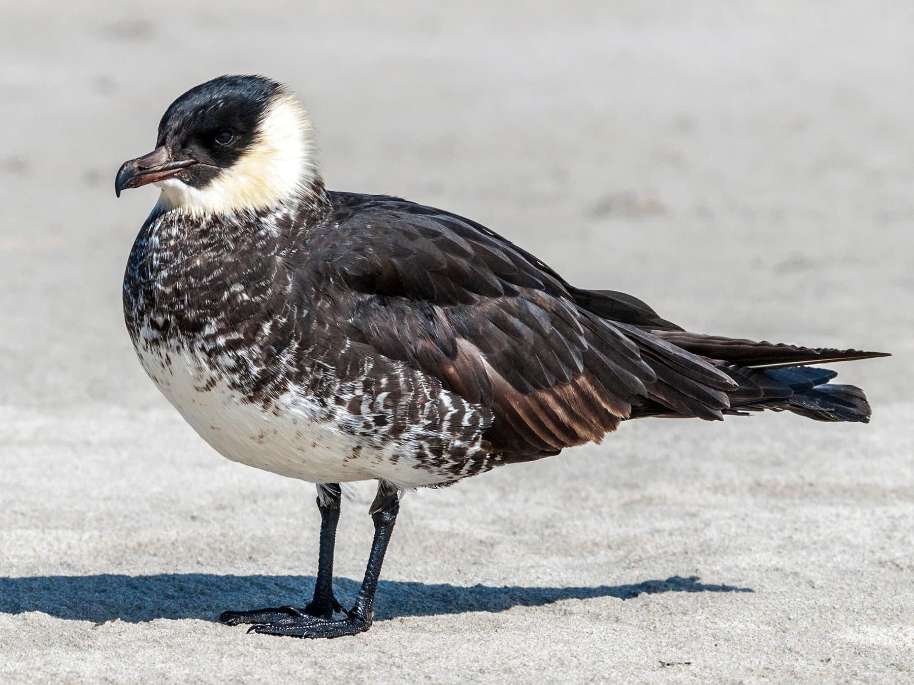 Pomarine Jaeger standing on a sandy beach