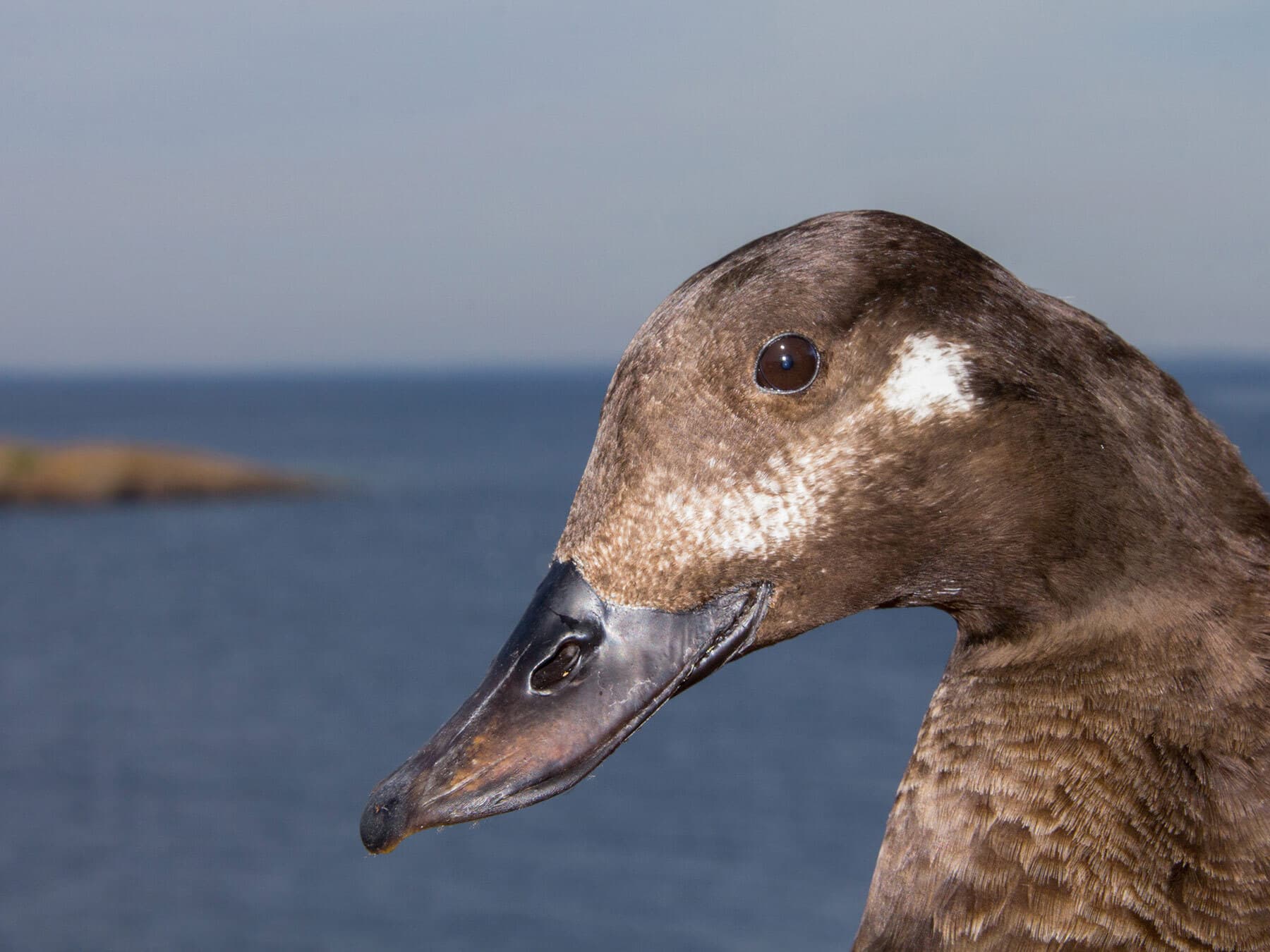 Portait of a female Velvet Scoter