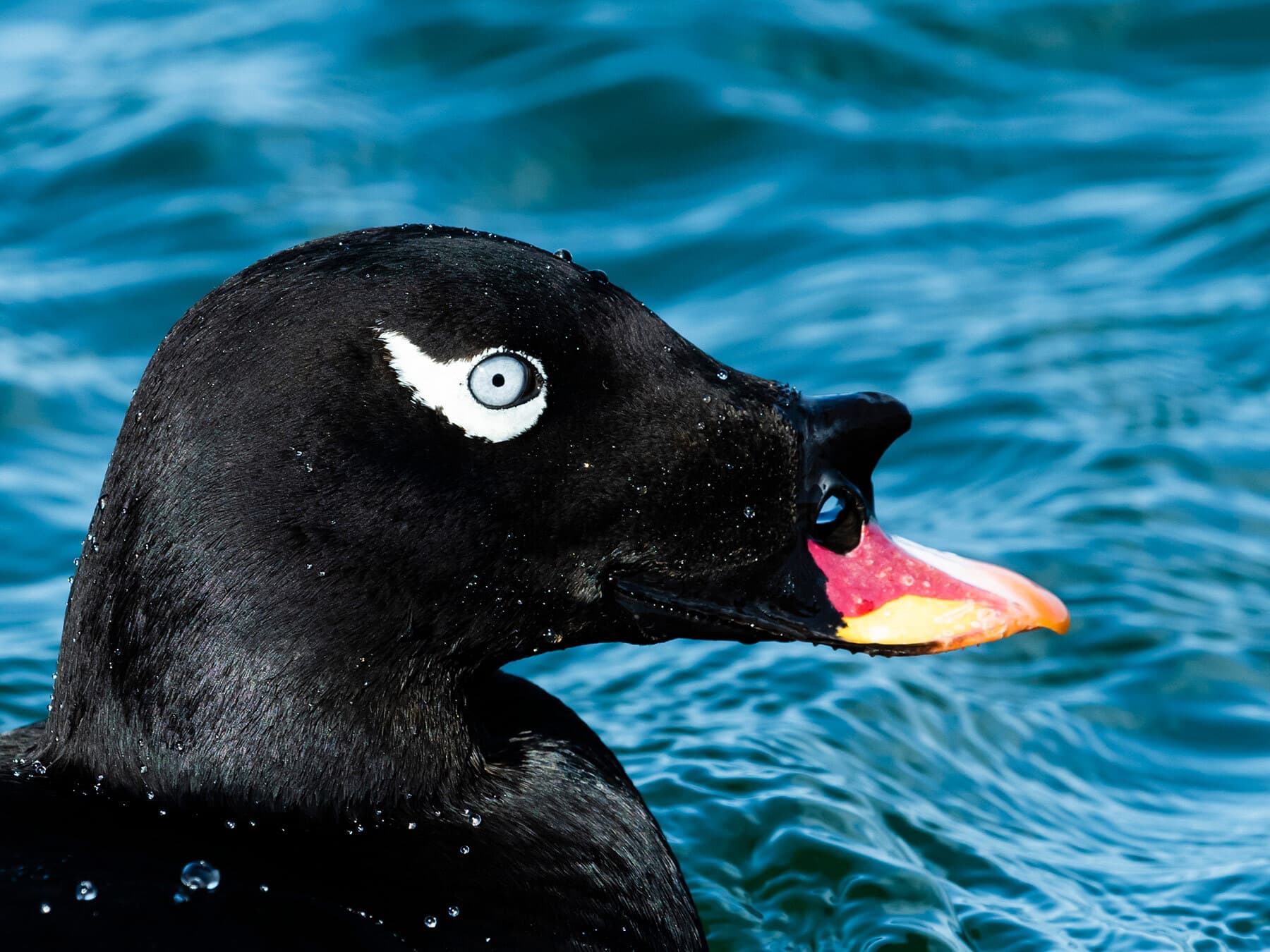 Portrait of a Velvet Scoter