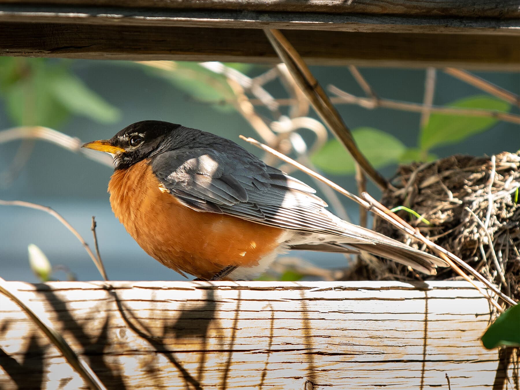 Pregnant american robin
