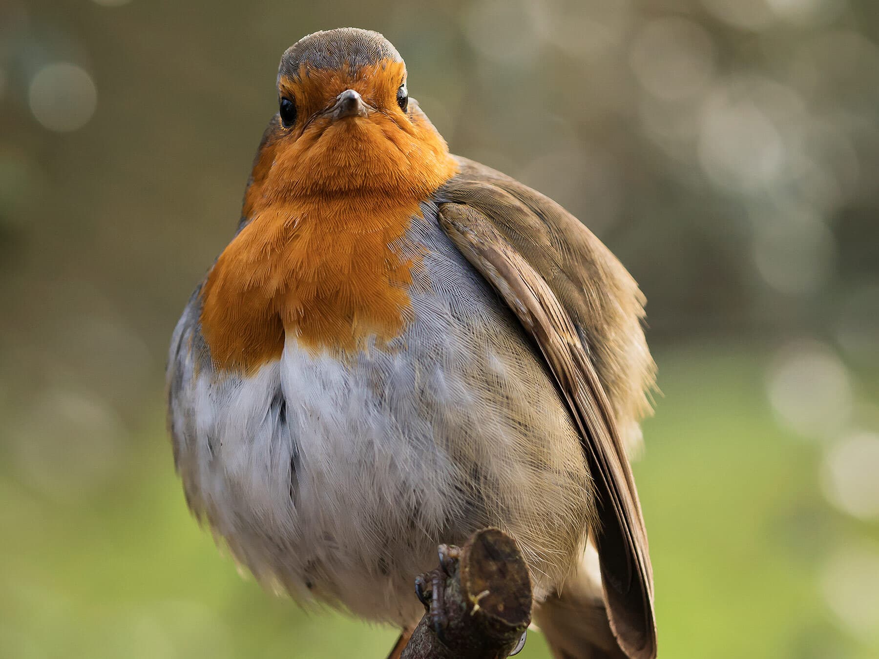 Pregnant robin
