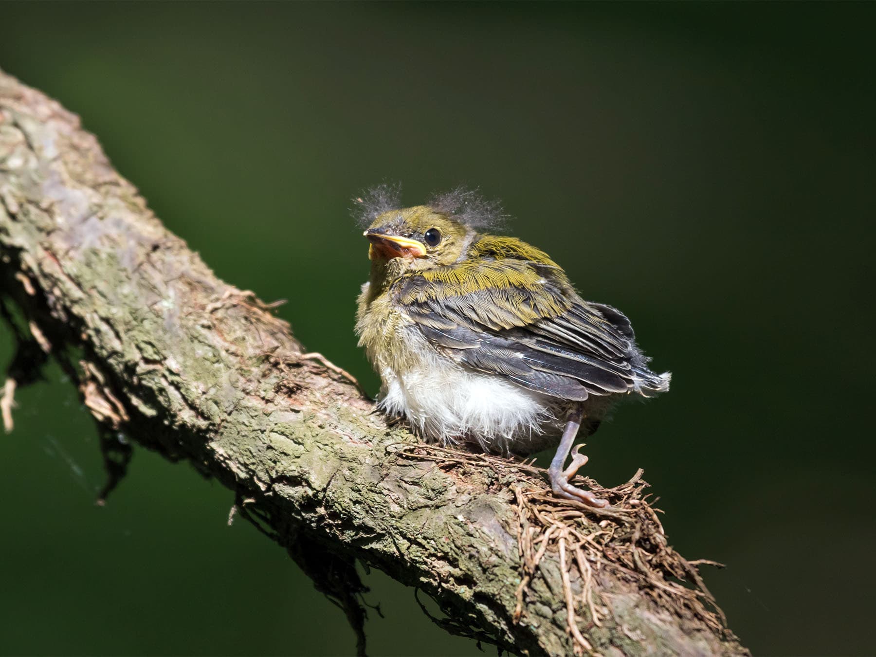 Prothonotary Warbler Chick