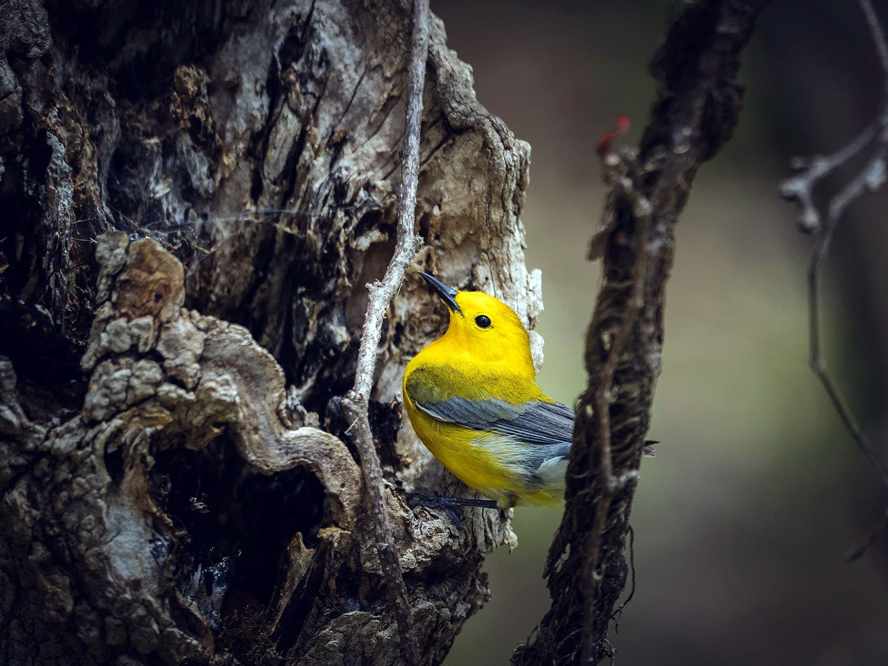 Prothonotary Warbler outside its nest
