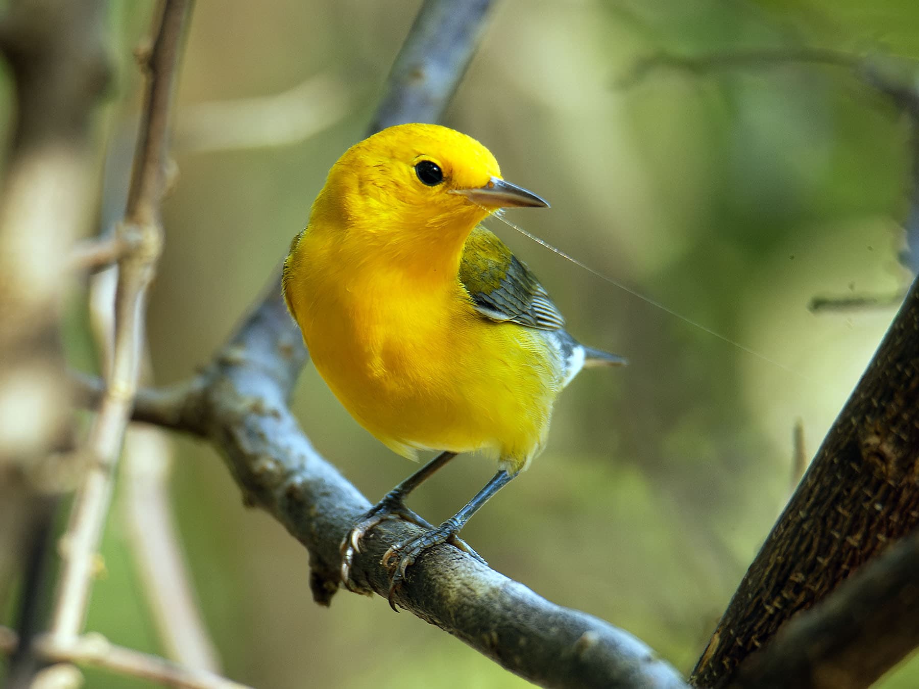 Prothonotary Warbler perching on a branch