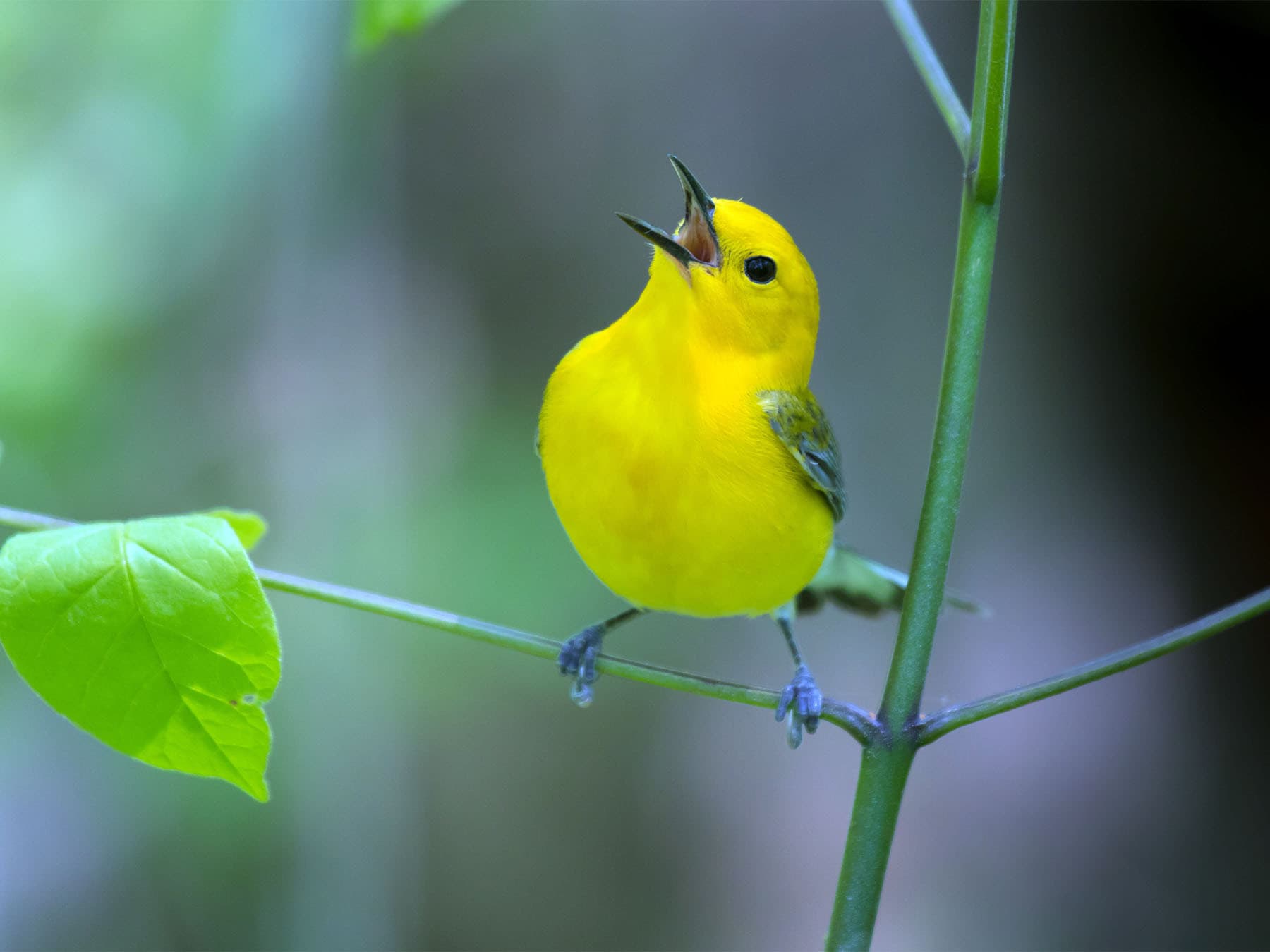Prothonotary Warbler perched on a branch singing