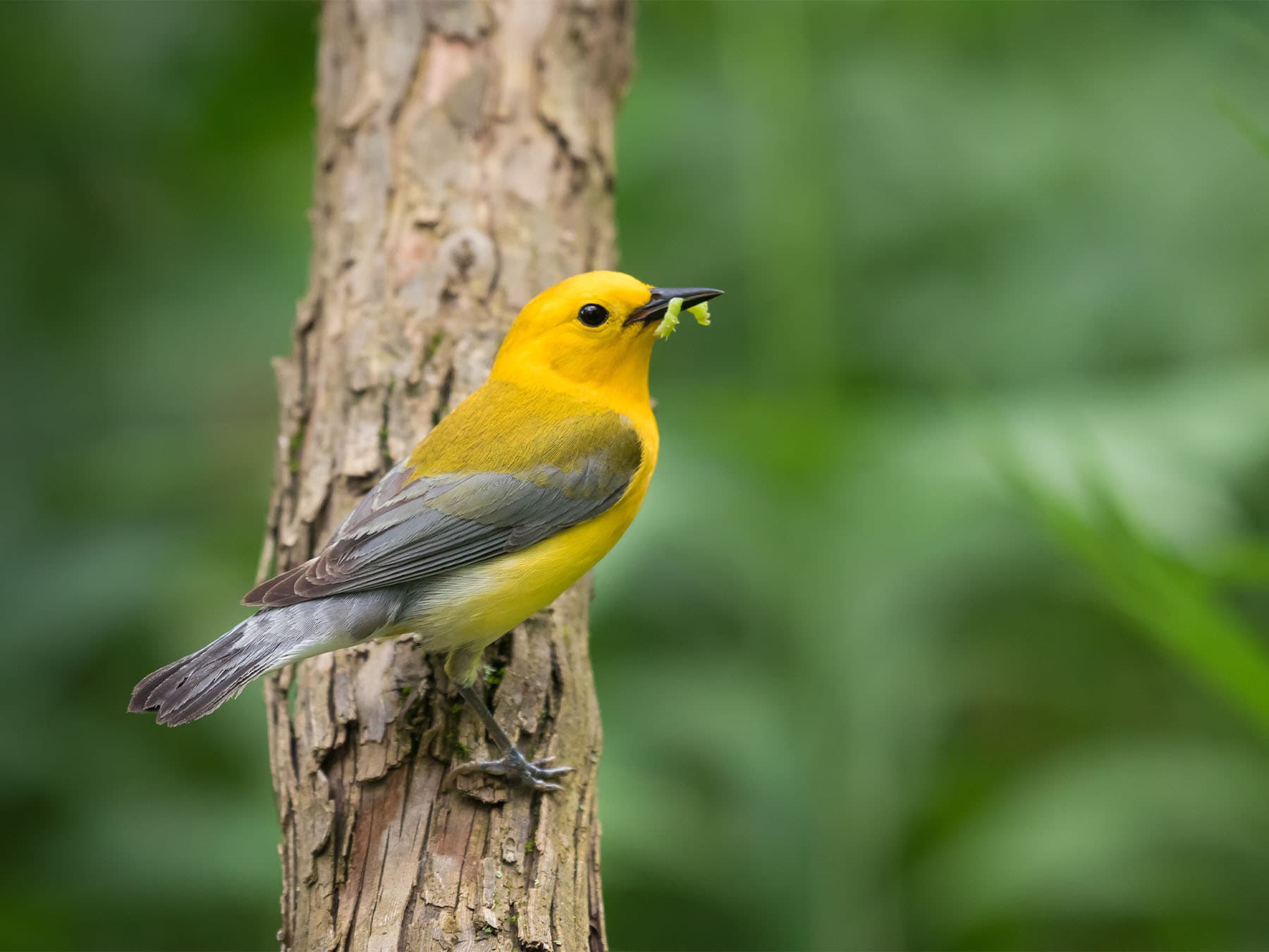 Prothonotary Warbler with prey in its beak