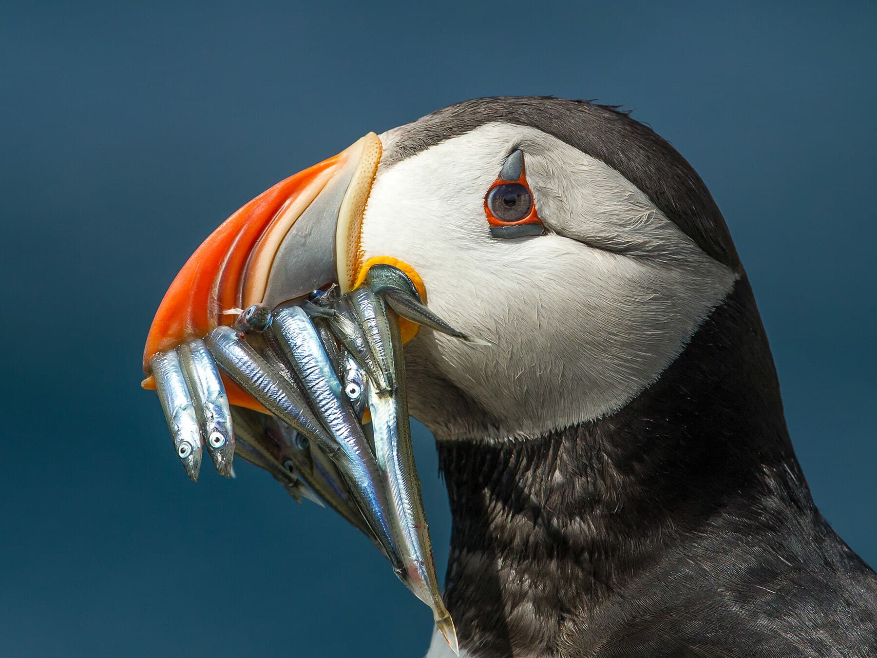 Close up of a Puffin with Sand-eels