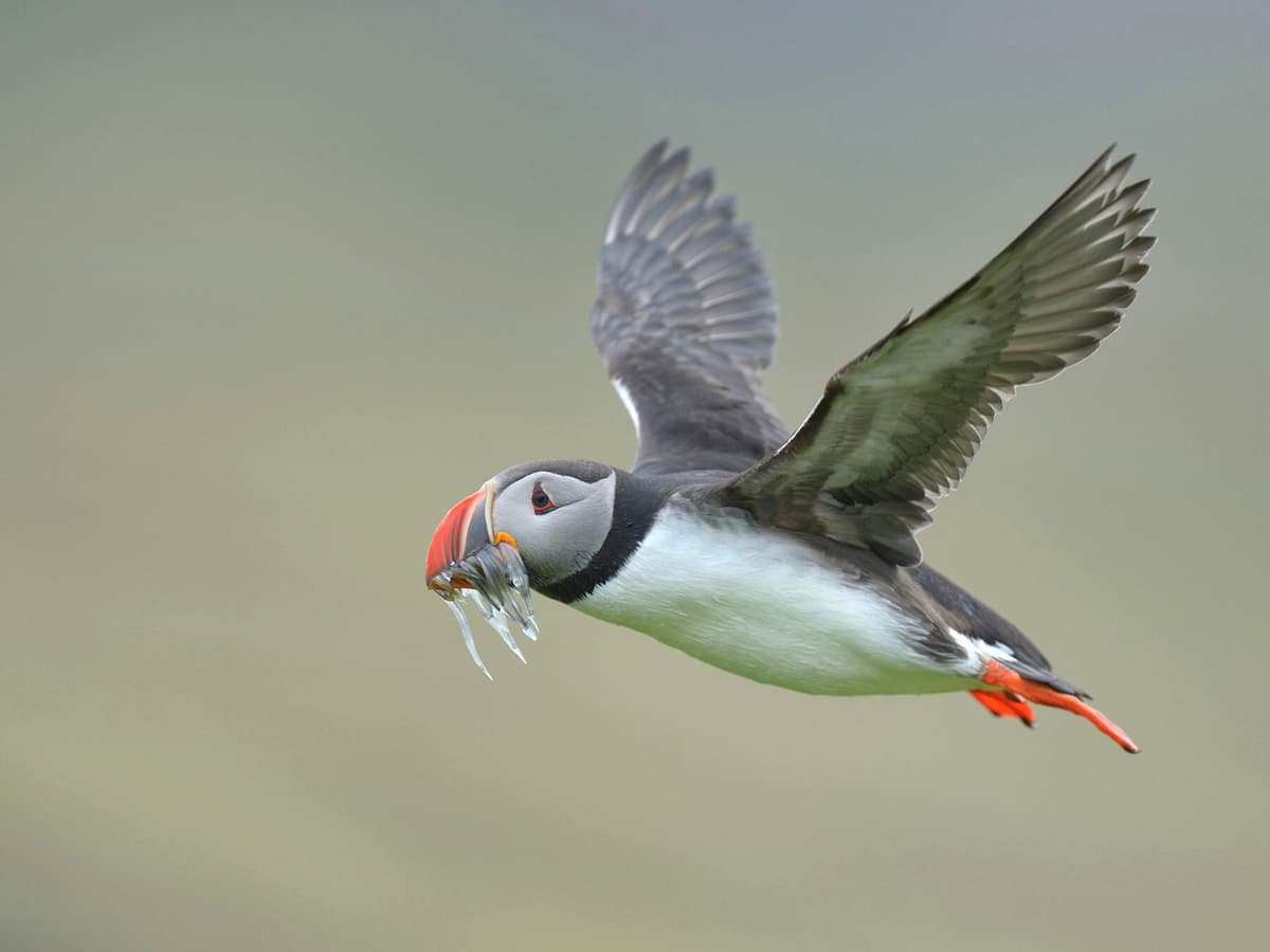 Atlantic Puffin | Birdfact