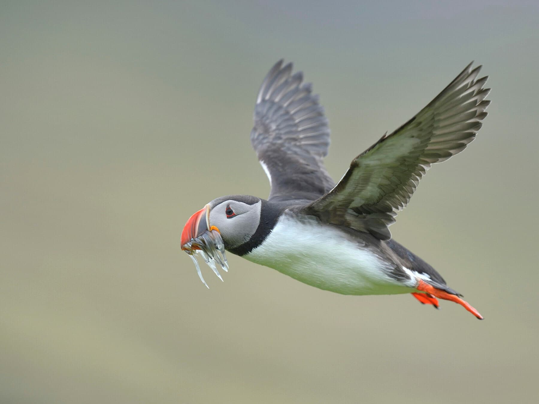 Puffin in flight